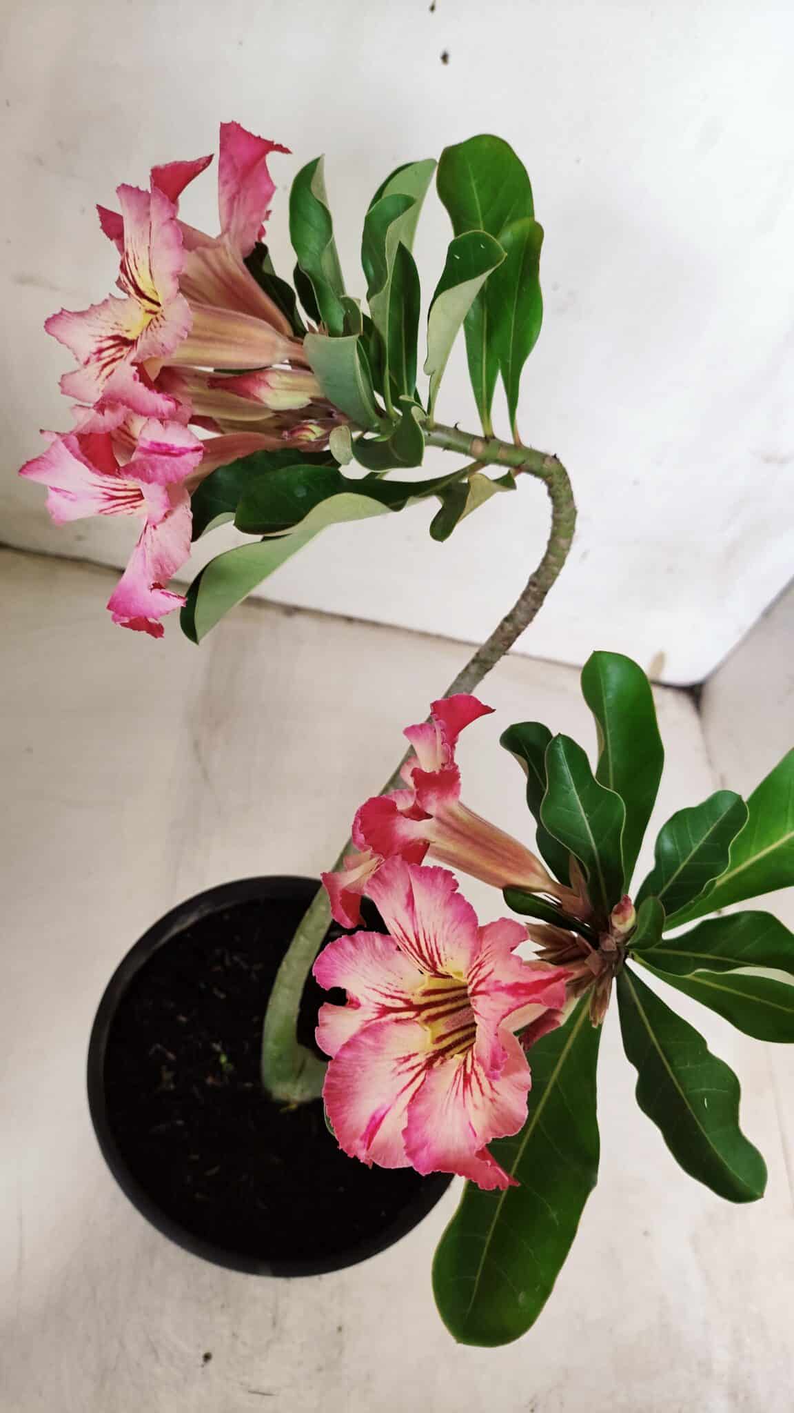 Planta Simples 2934 – 30cm – 02 anos