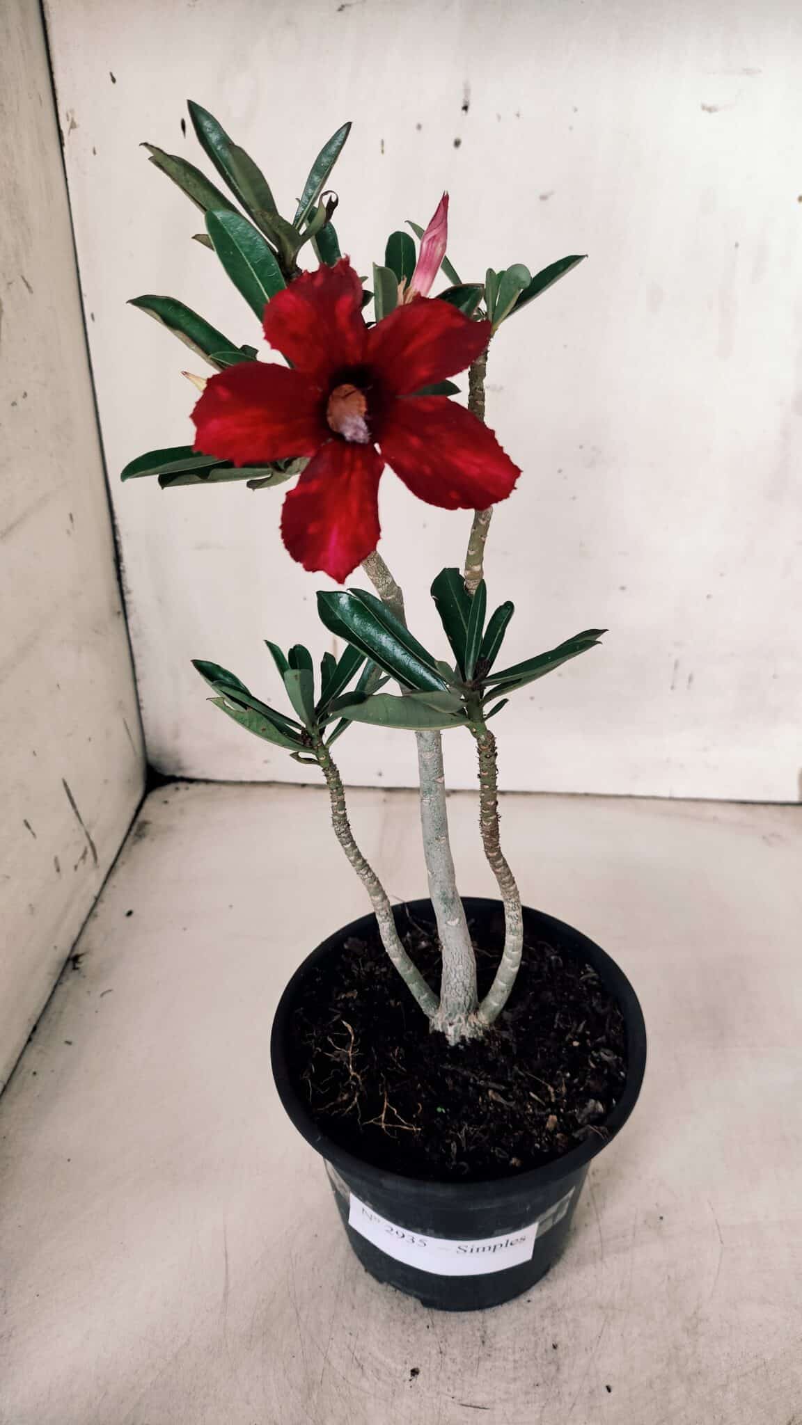 Planta Simples 2935 – 30cm – 02 anos