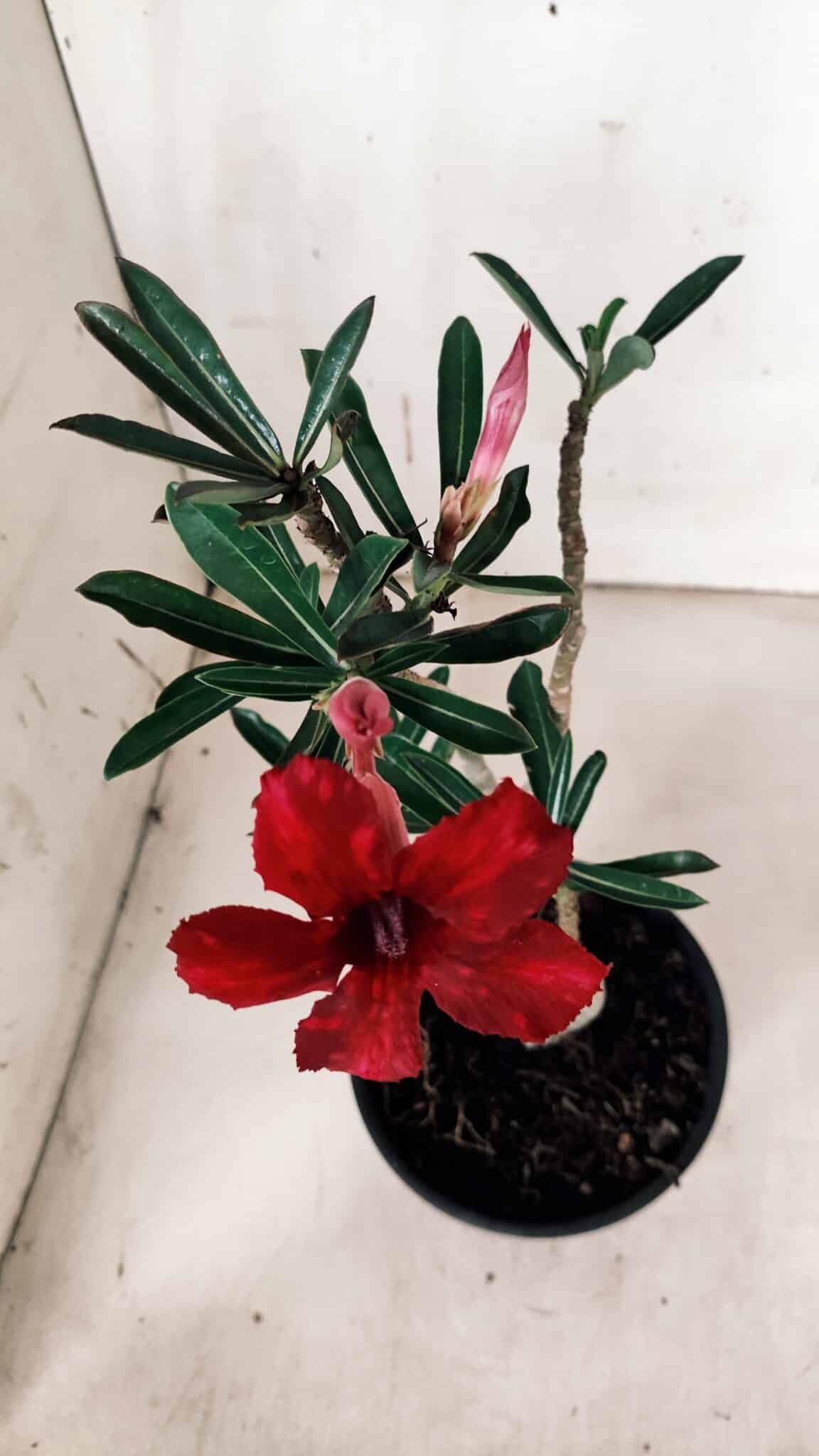 Planta Simples 2935 – 30cm – 02 anos