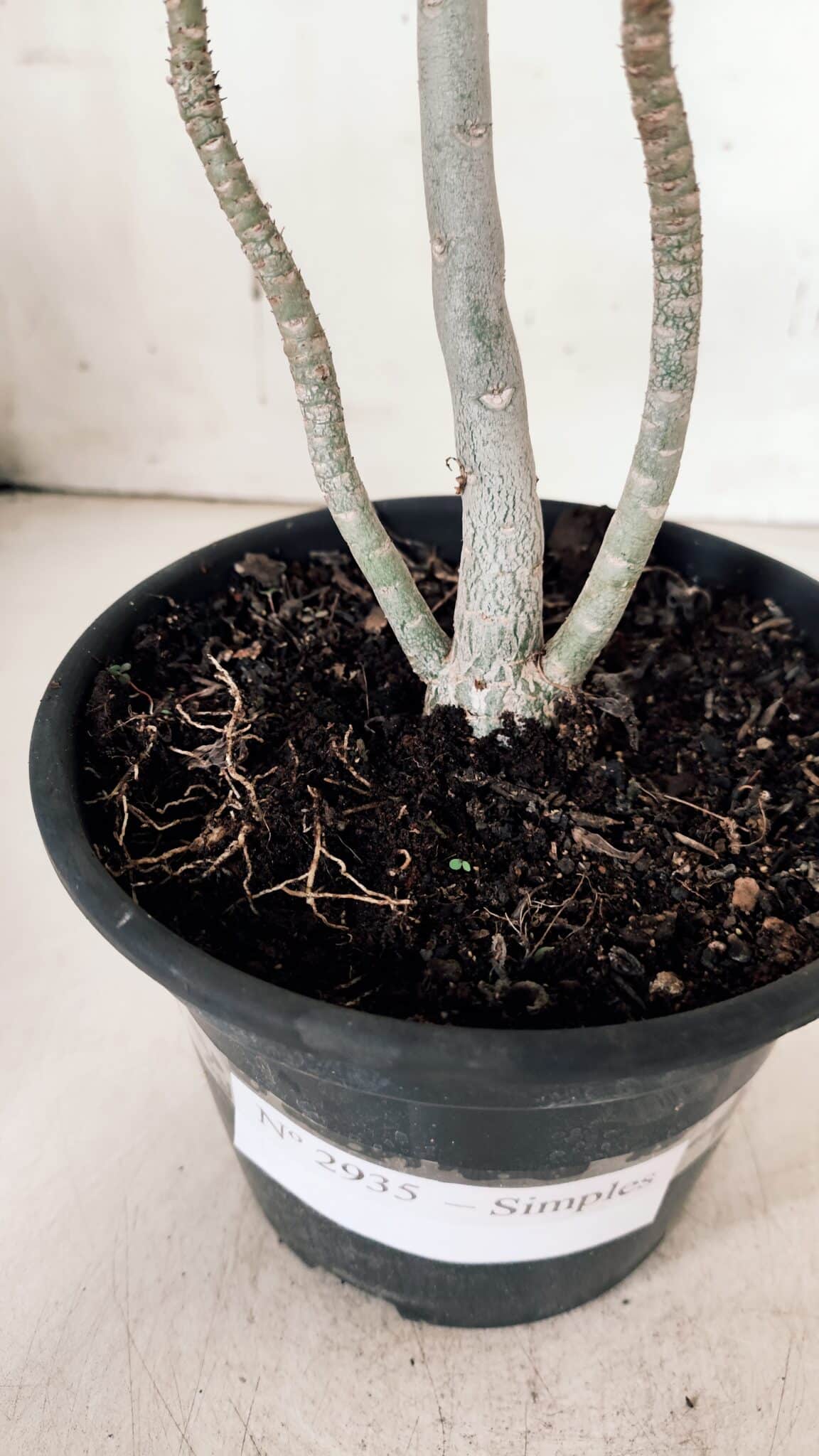 Planta Simples 2935 – 30cm – 02 anos