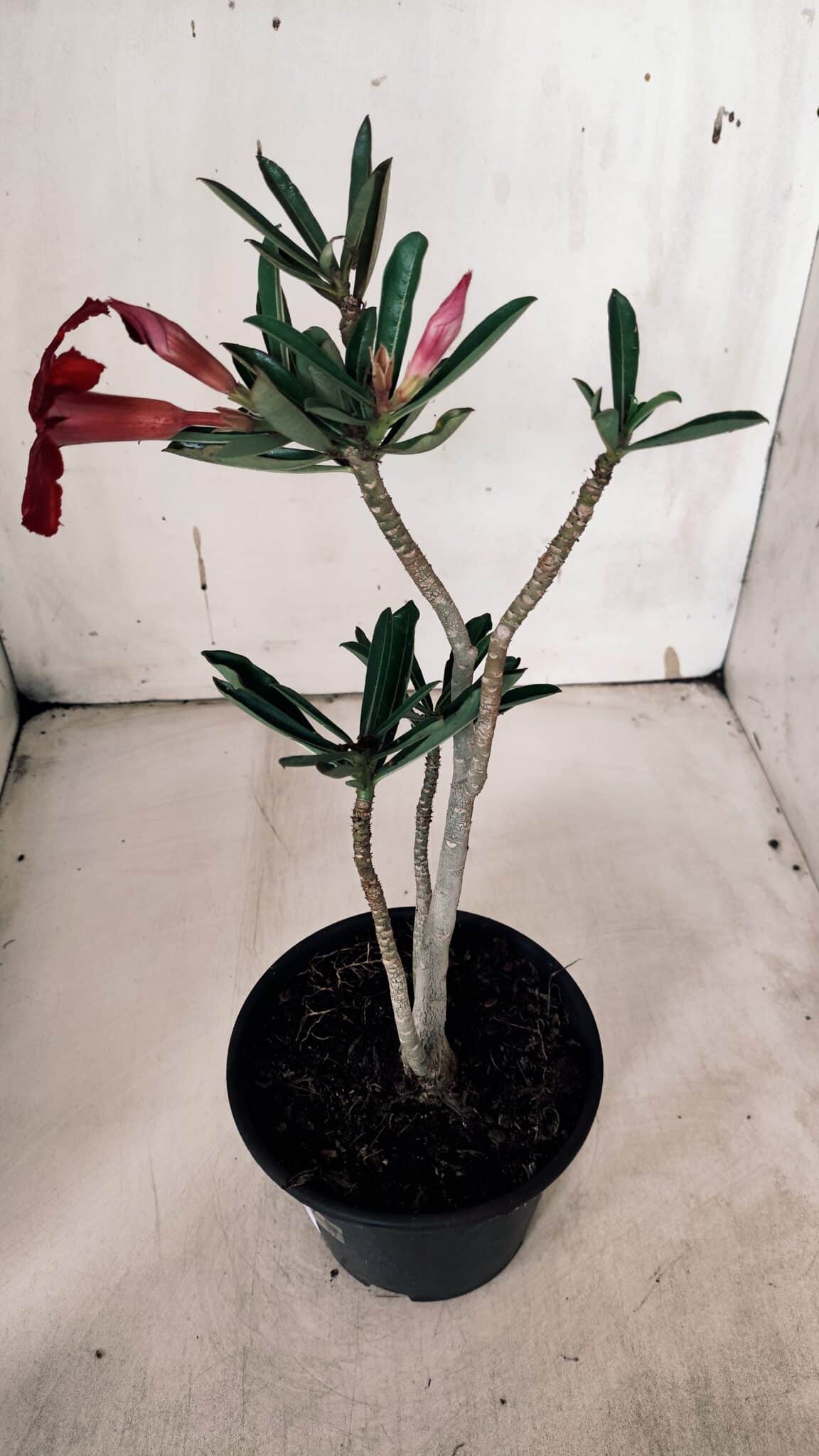 Planta Simples 2935 – 30cm – 02 anos