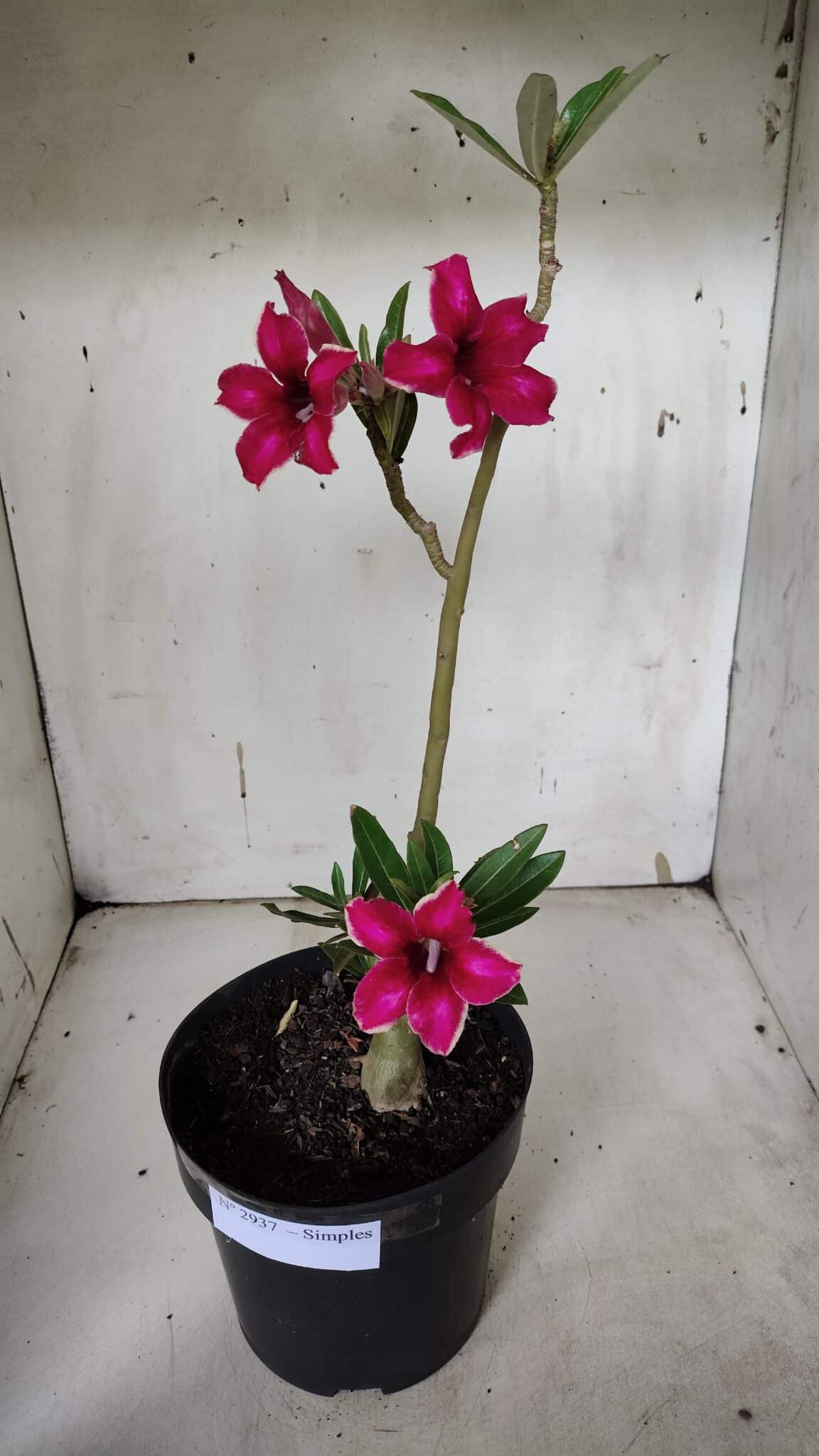 Planta Simples 2937 – 40cm – 03 anos