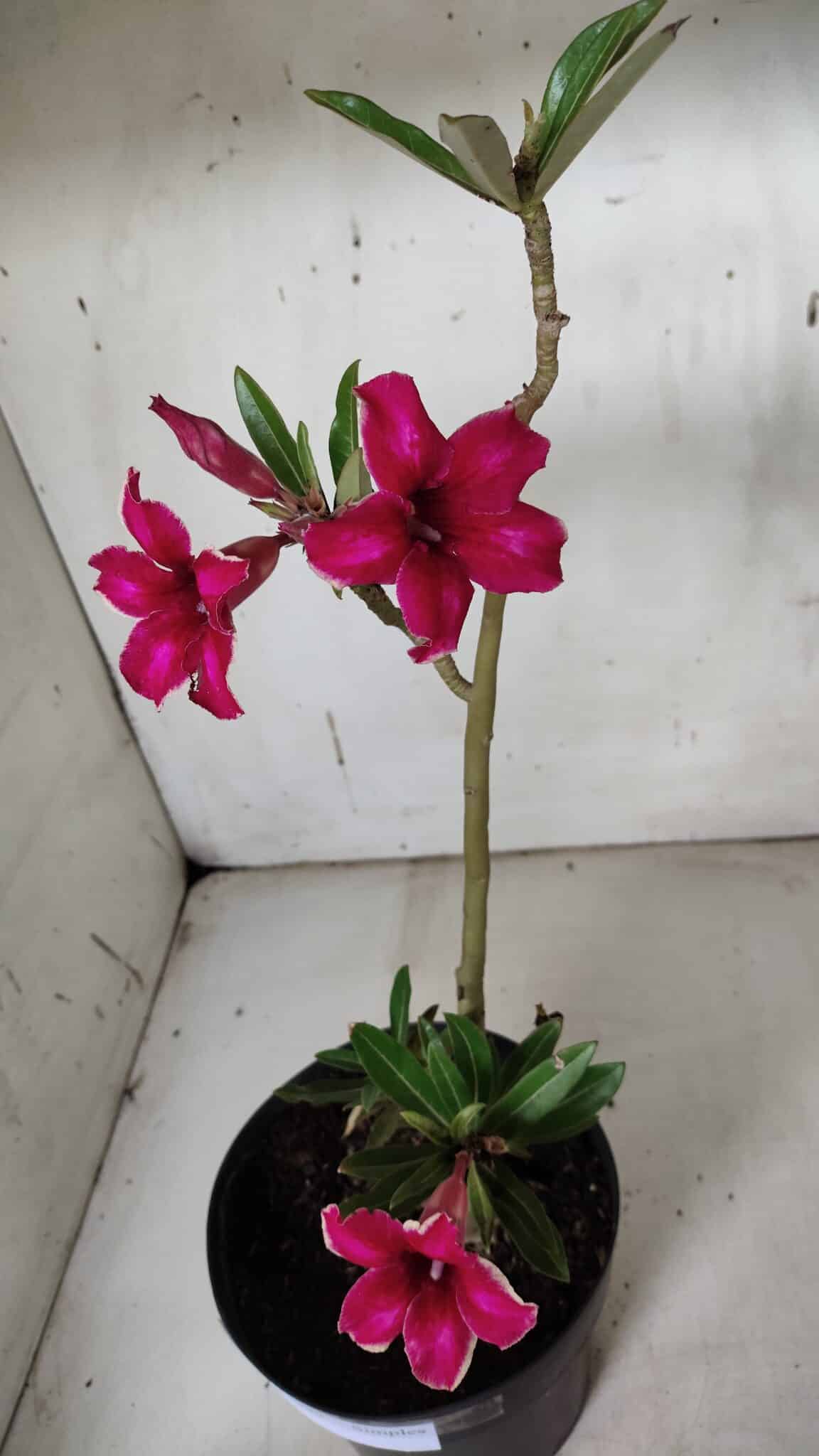 Planta Simples 2937 – 40cm – 03 anos