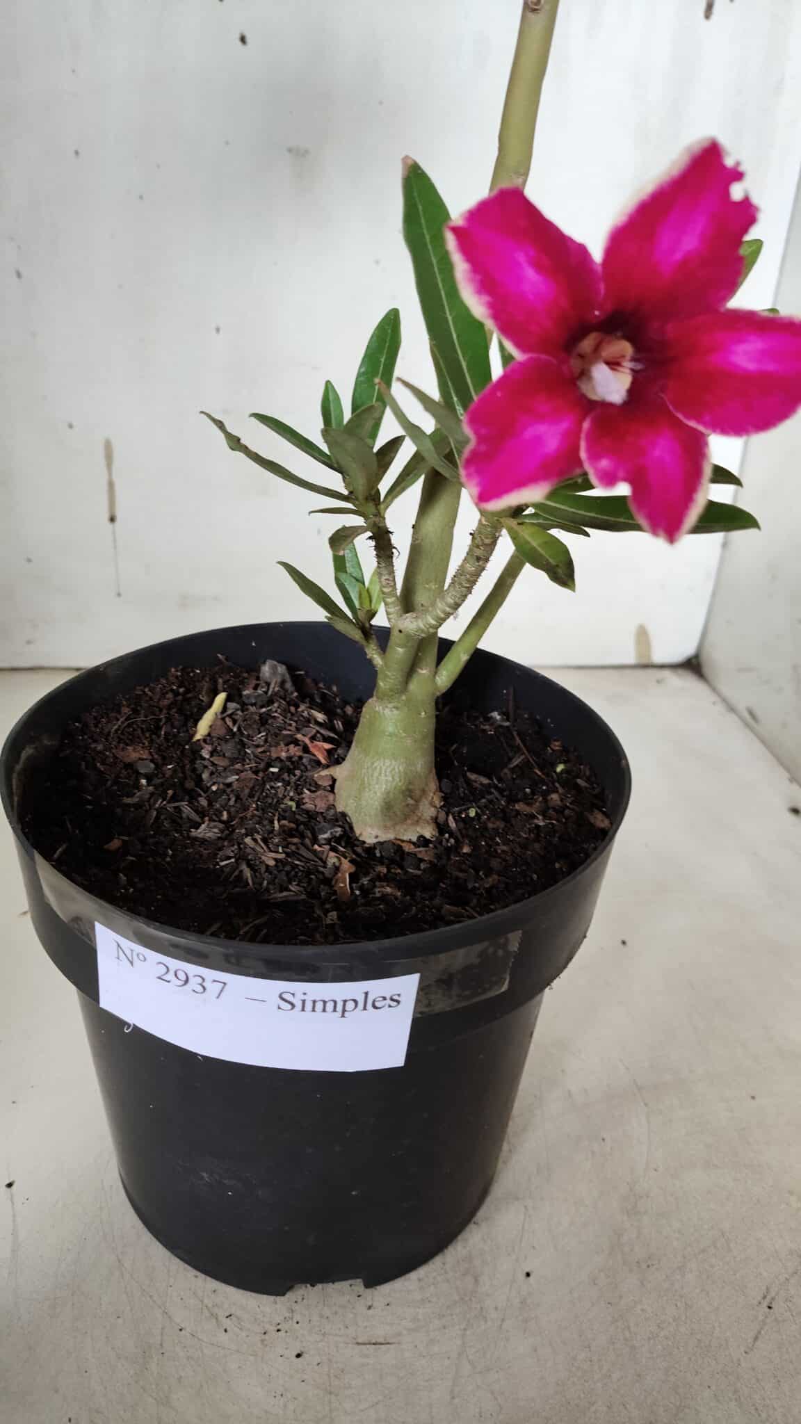 Planta Simples 2937 – 40cm – 03 anos
