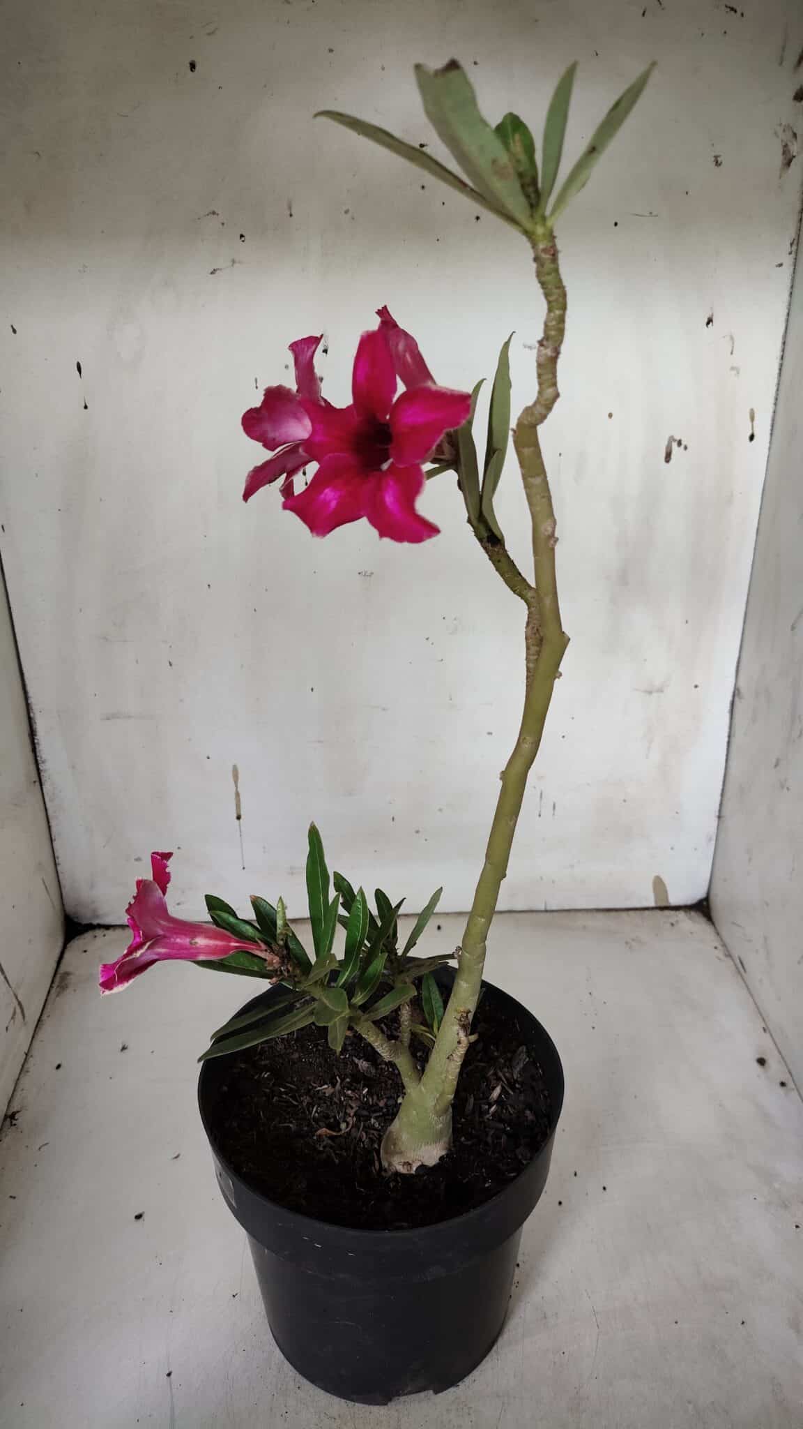 Planta Simples 2937 – 40cm – 03 anos