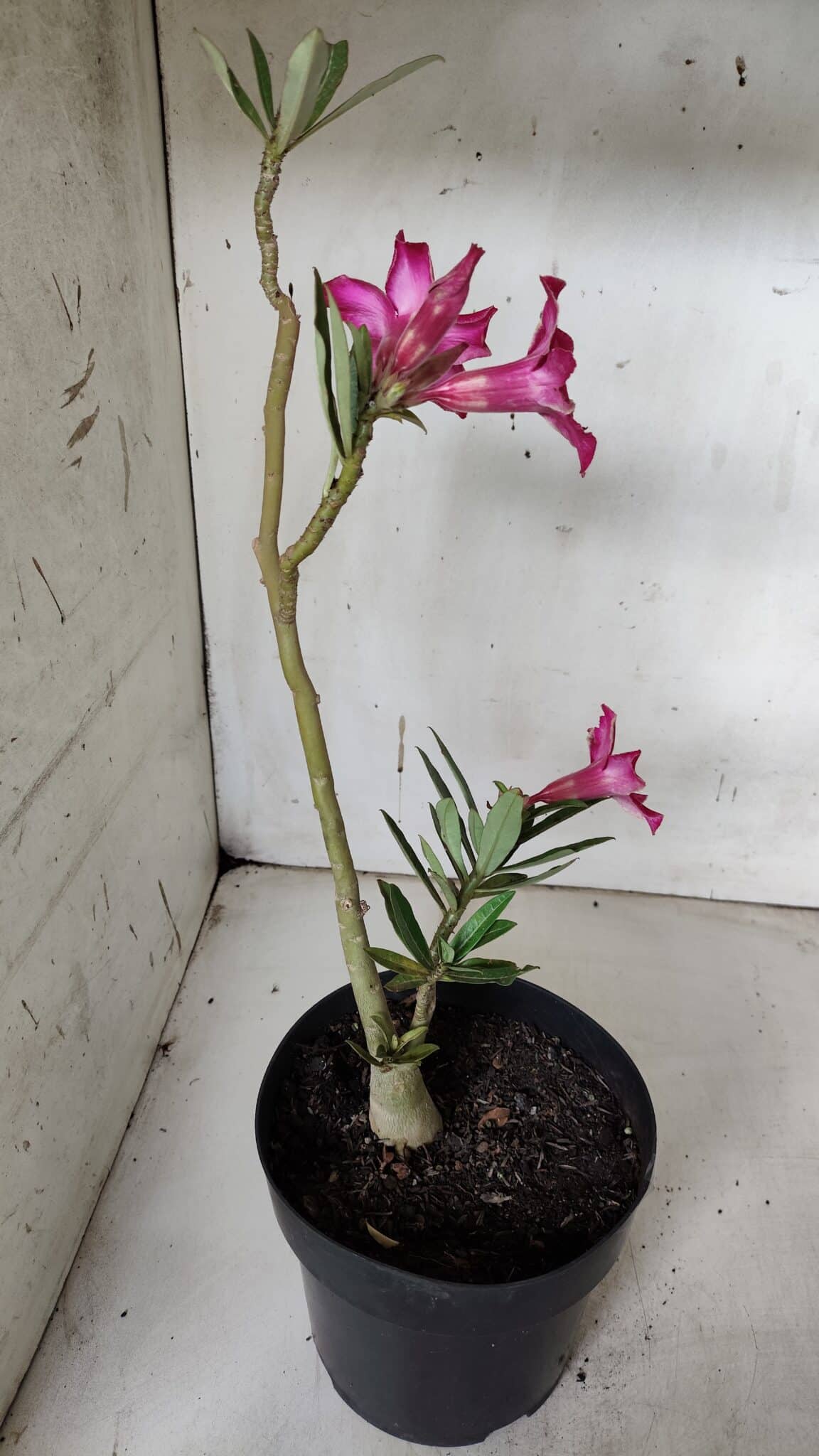 Planta Simples 2937 – 40cm – 03 anos