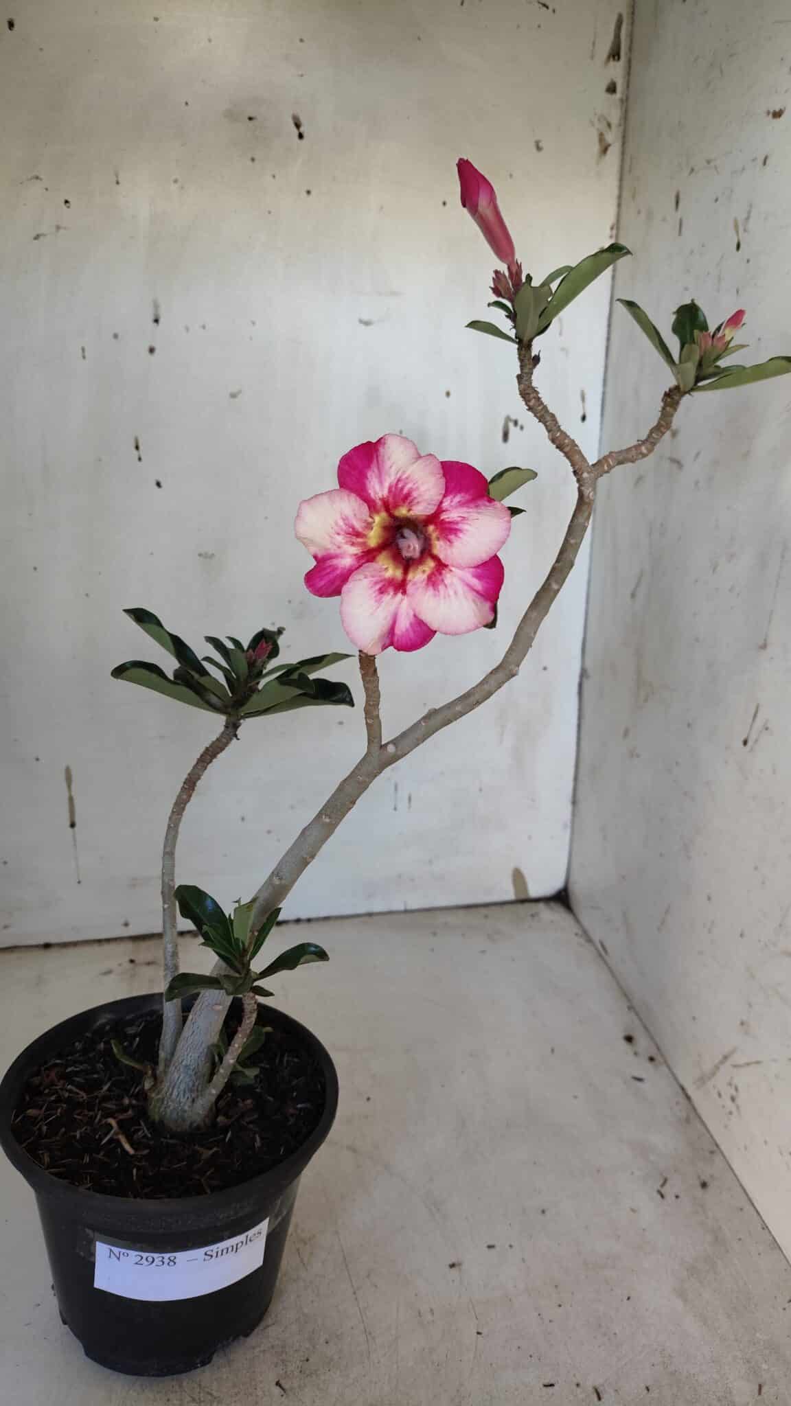 Planta Simples 2938 – 35cm – 03 anos