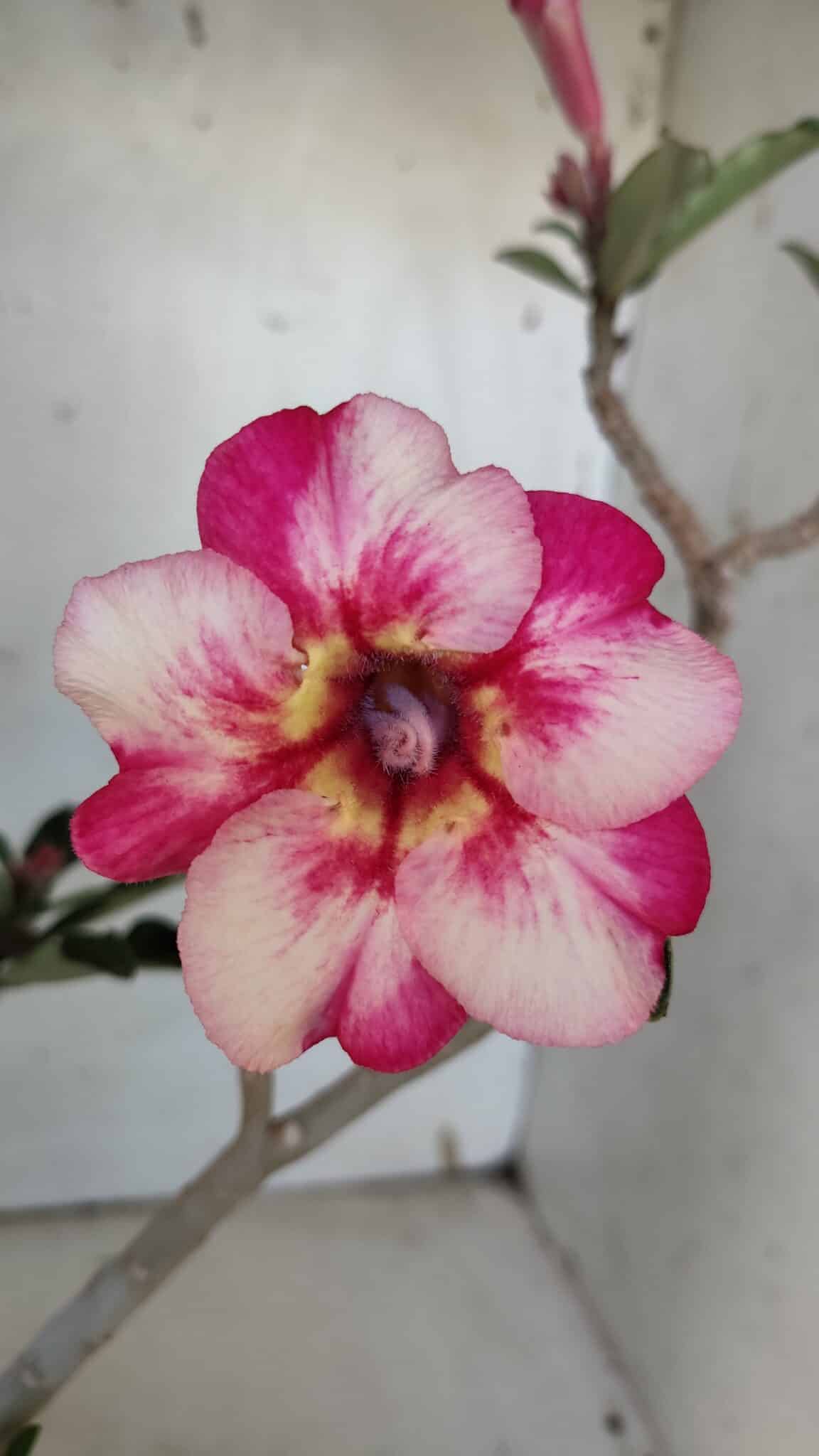Planta Simples 2938 – 35cm – 03 anos