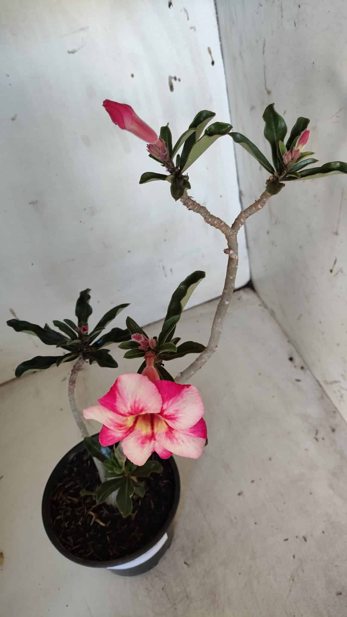 Planta Simples 2938 – 35cm – 03 anos