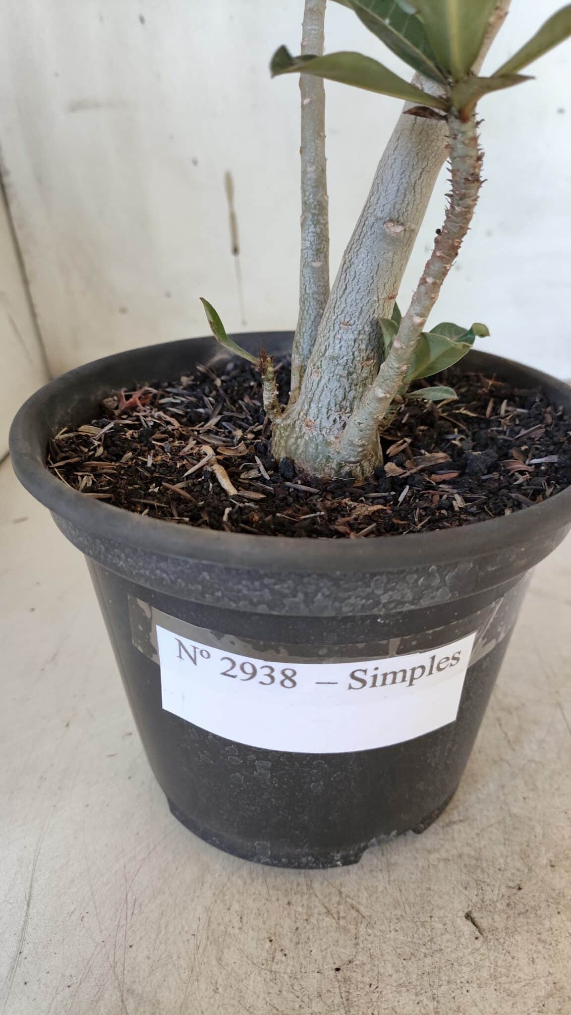 Planta Simples 2938 – 35cm – 03 anos
