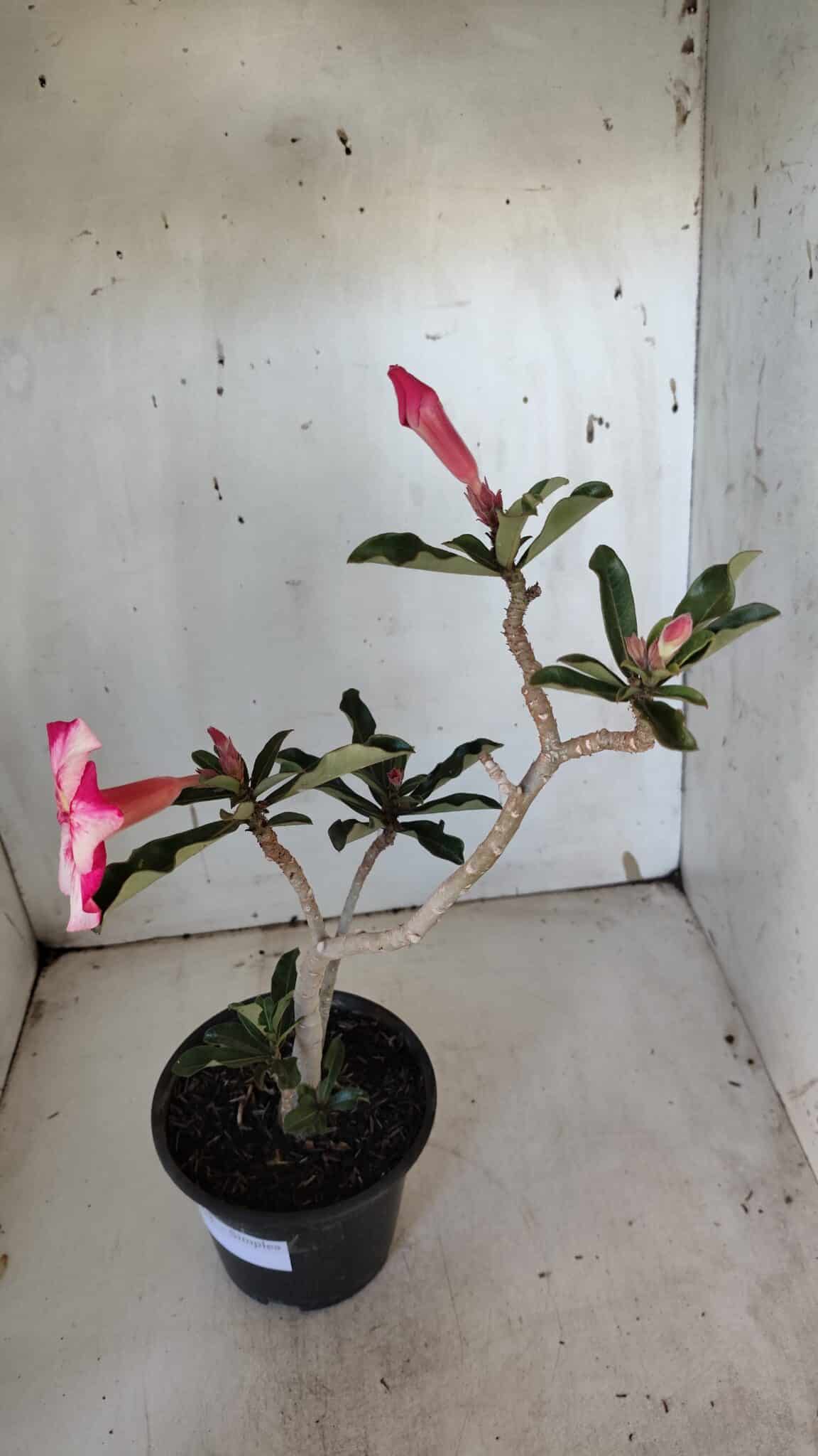 Planta Simples 2938 – 35cm – 03 anos