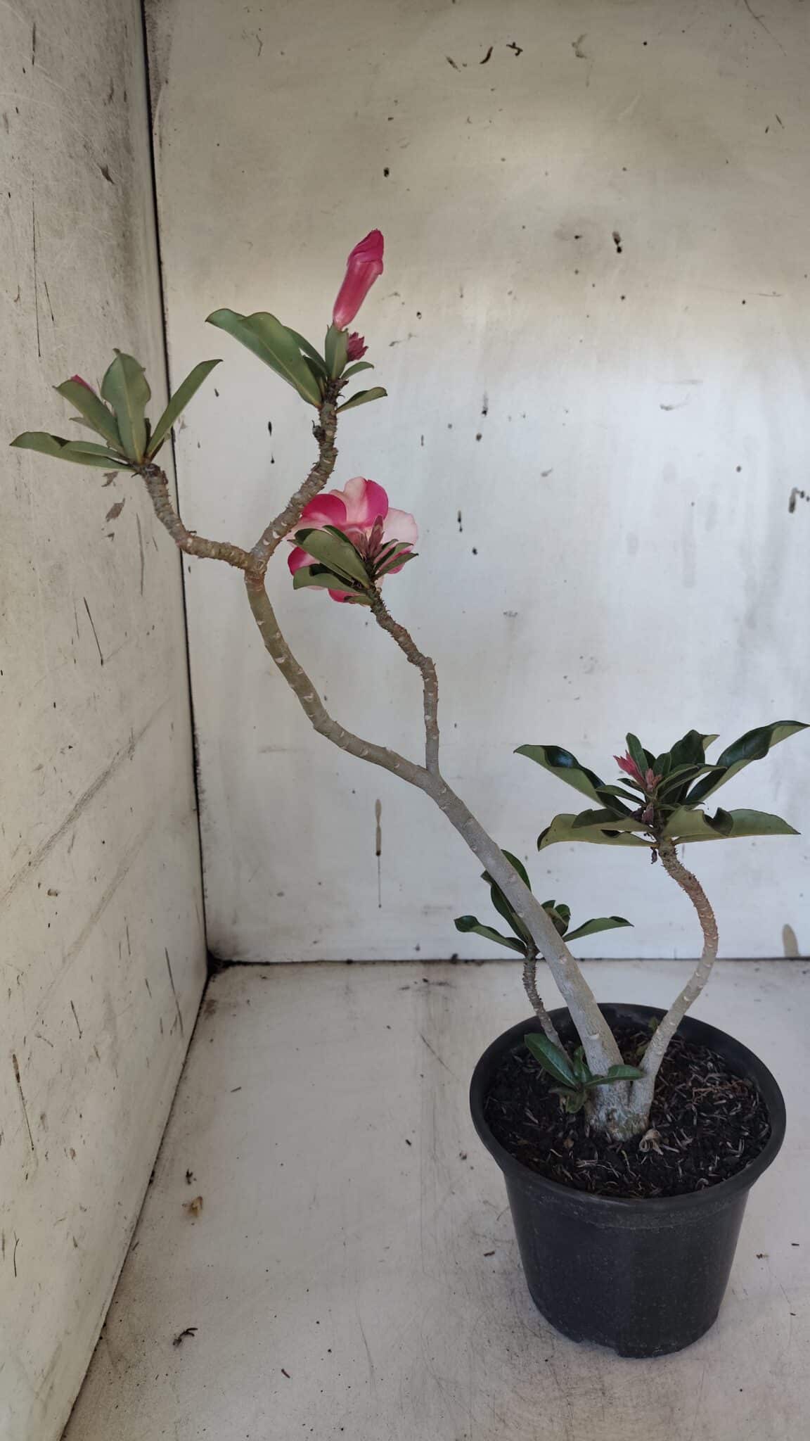Planta Simples 2938 – 35cm – 03 anos