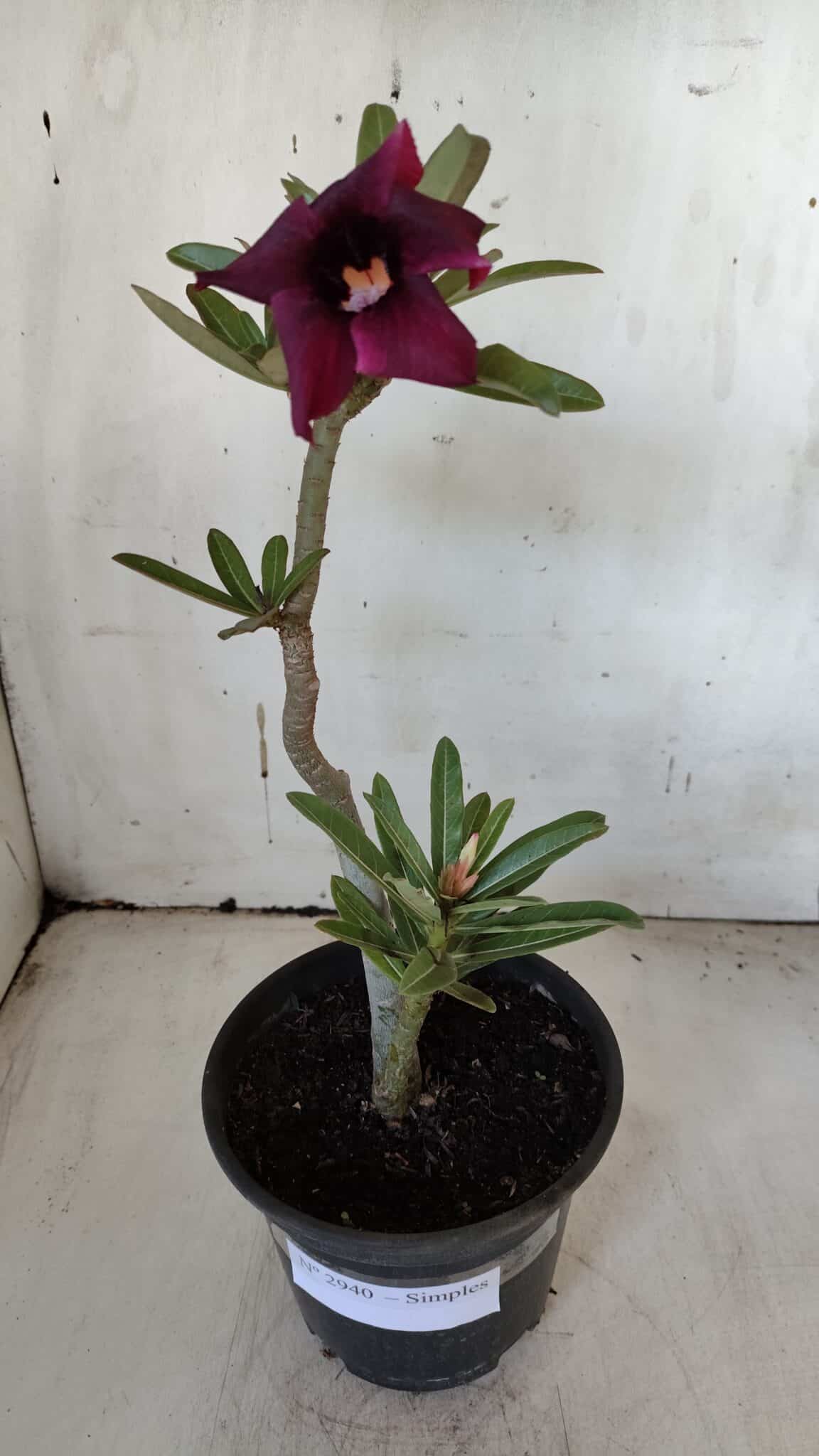 Planta Simples 2940 – 30cm – 02 anos