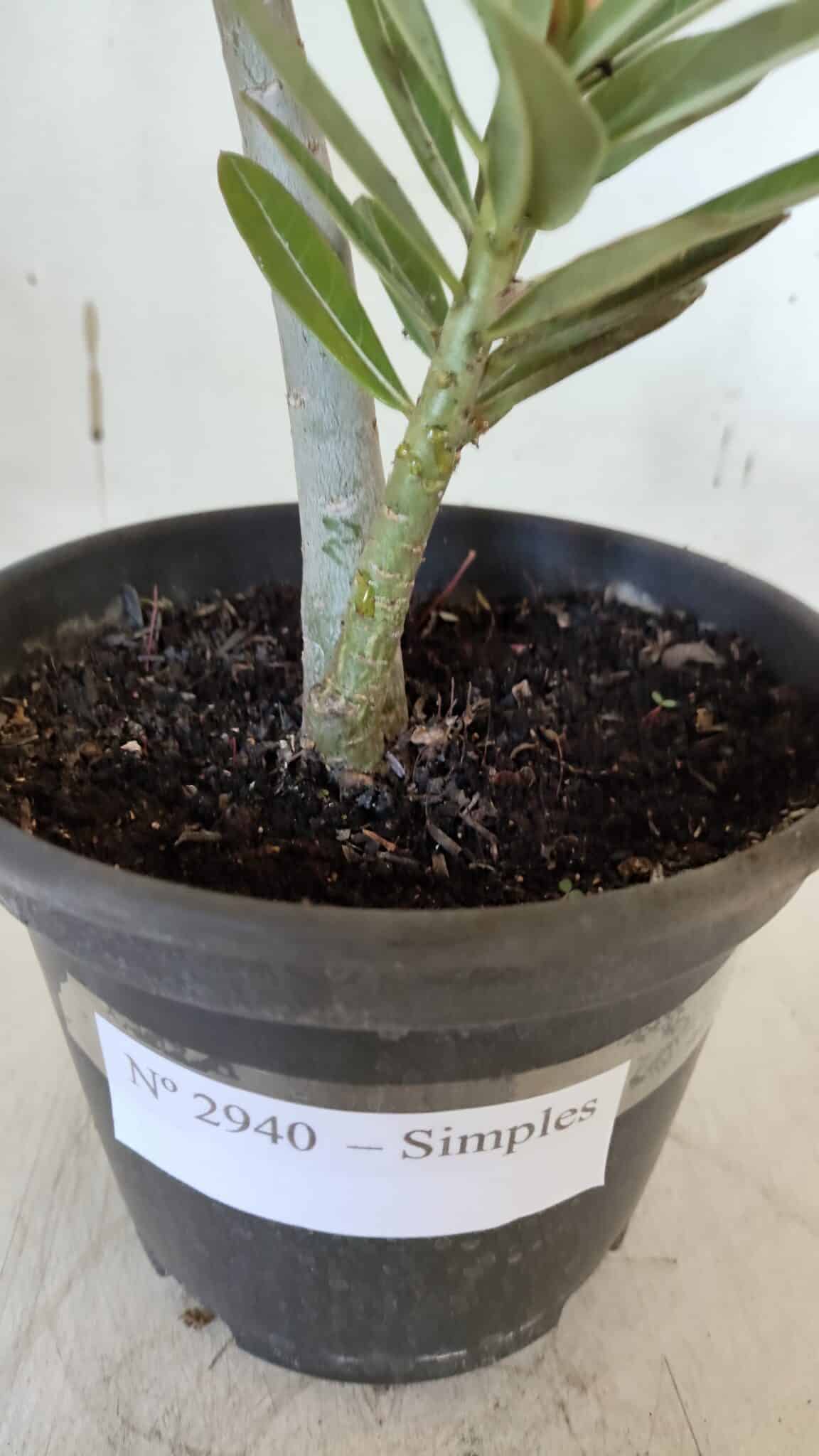 Planta Simples 2940 – 30cm – 02 anos