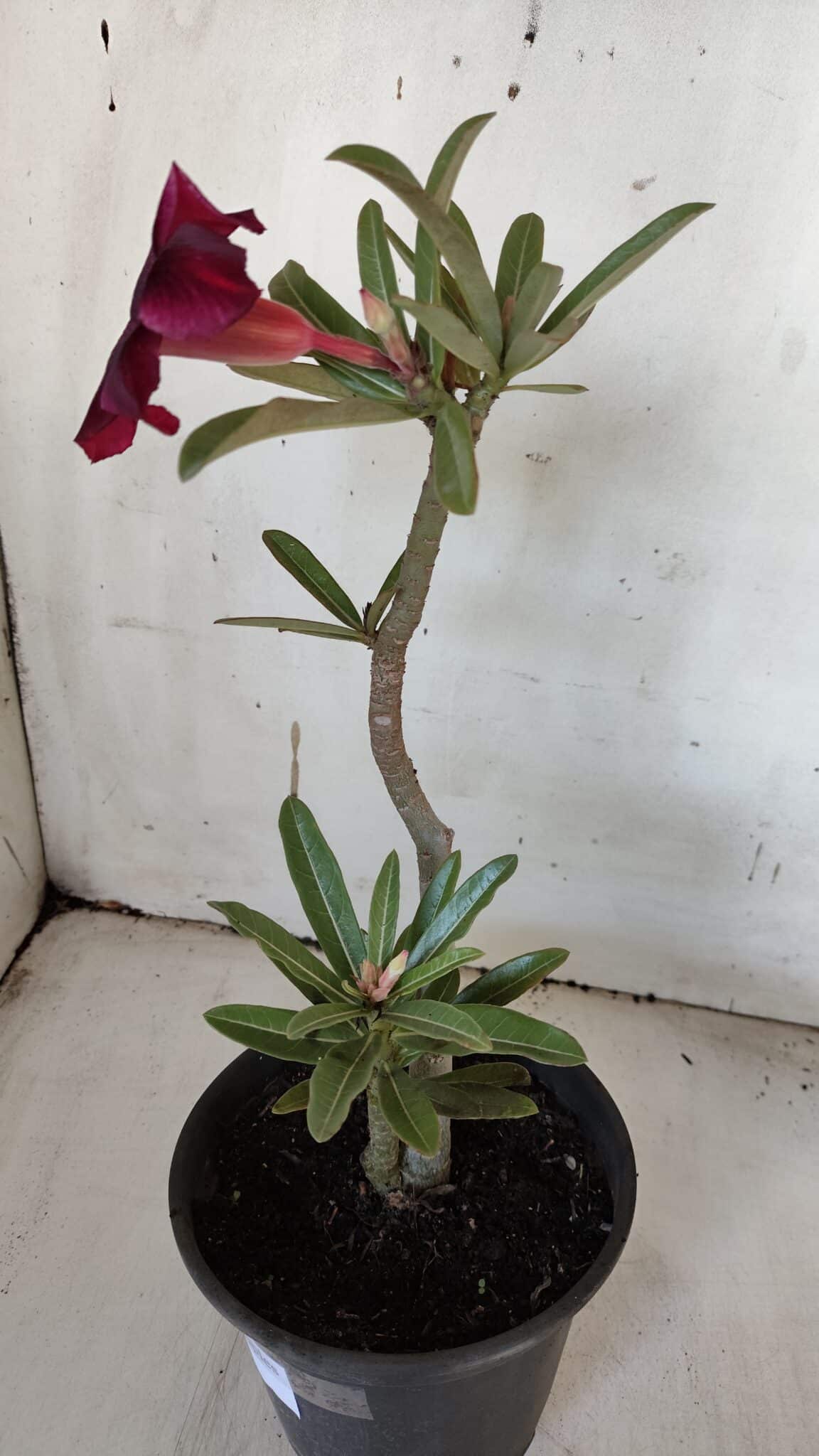 Planta Simples 2940 – 30cm – 02 anos
