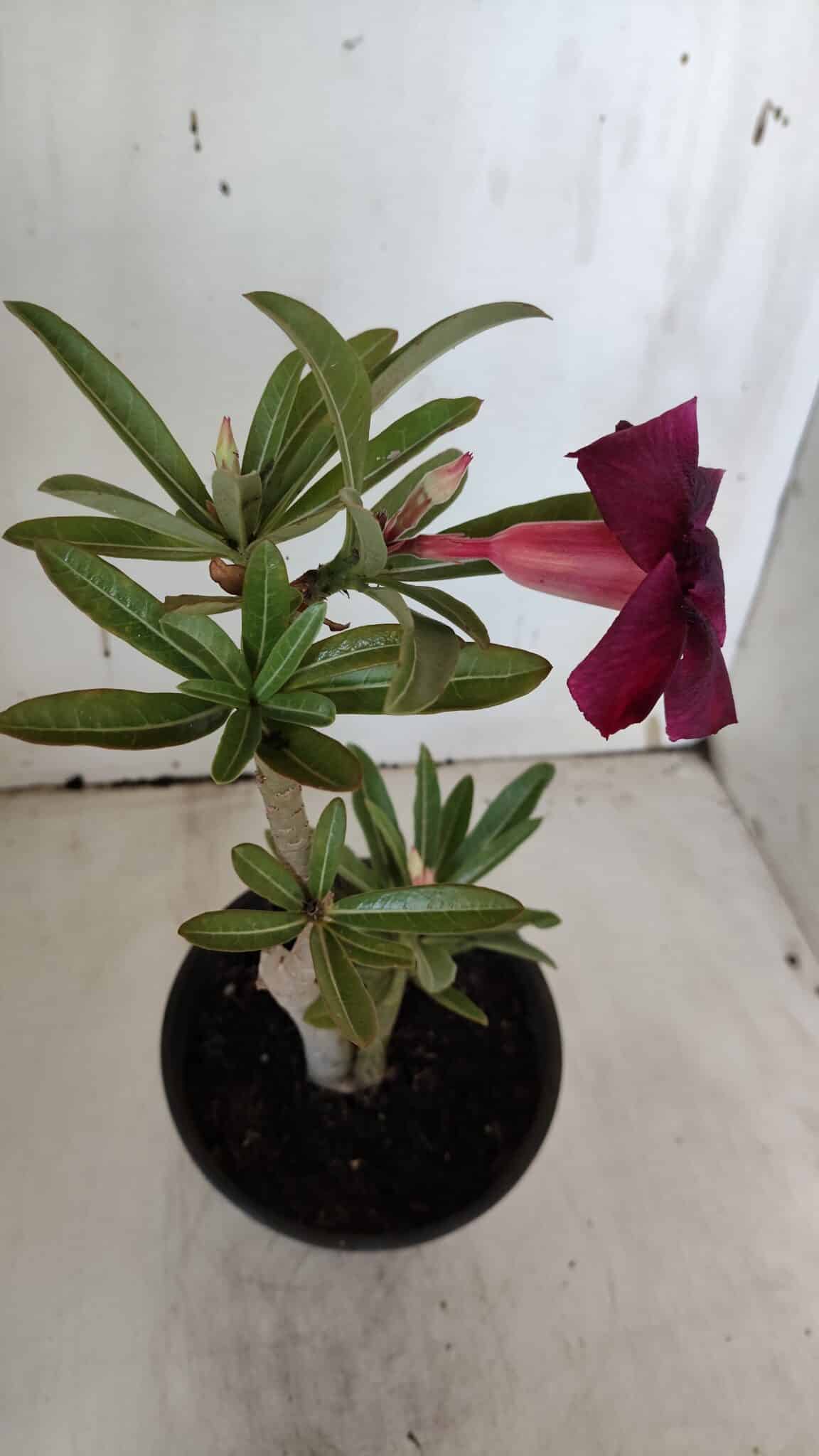 Planta Simples 2940 – 30cm – 02 anos