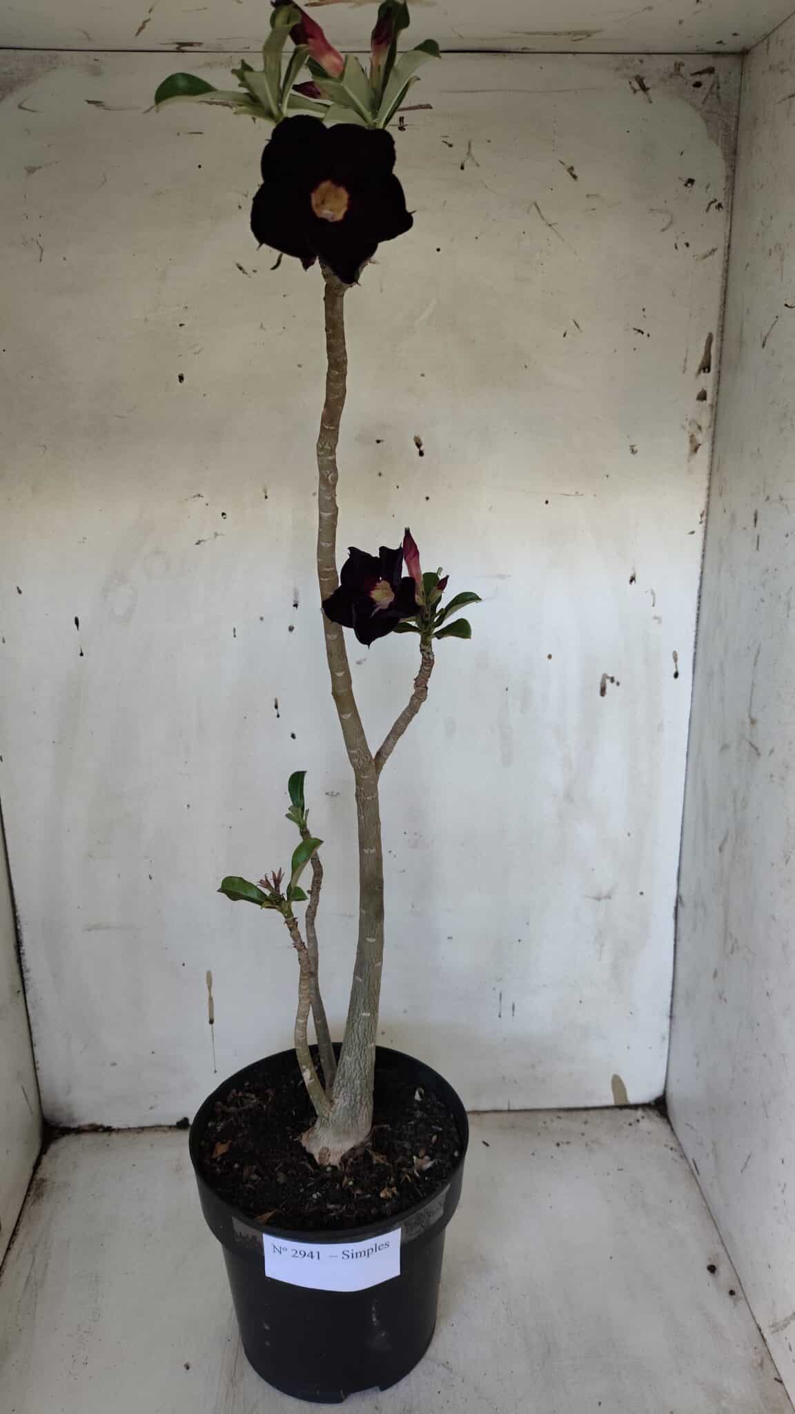 Planta Simples 2941 – 50cm – 03 anos