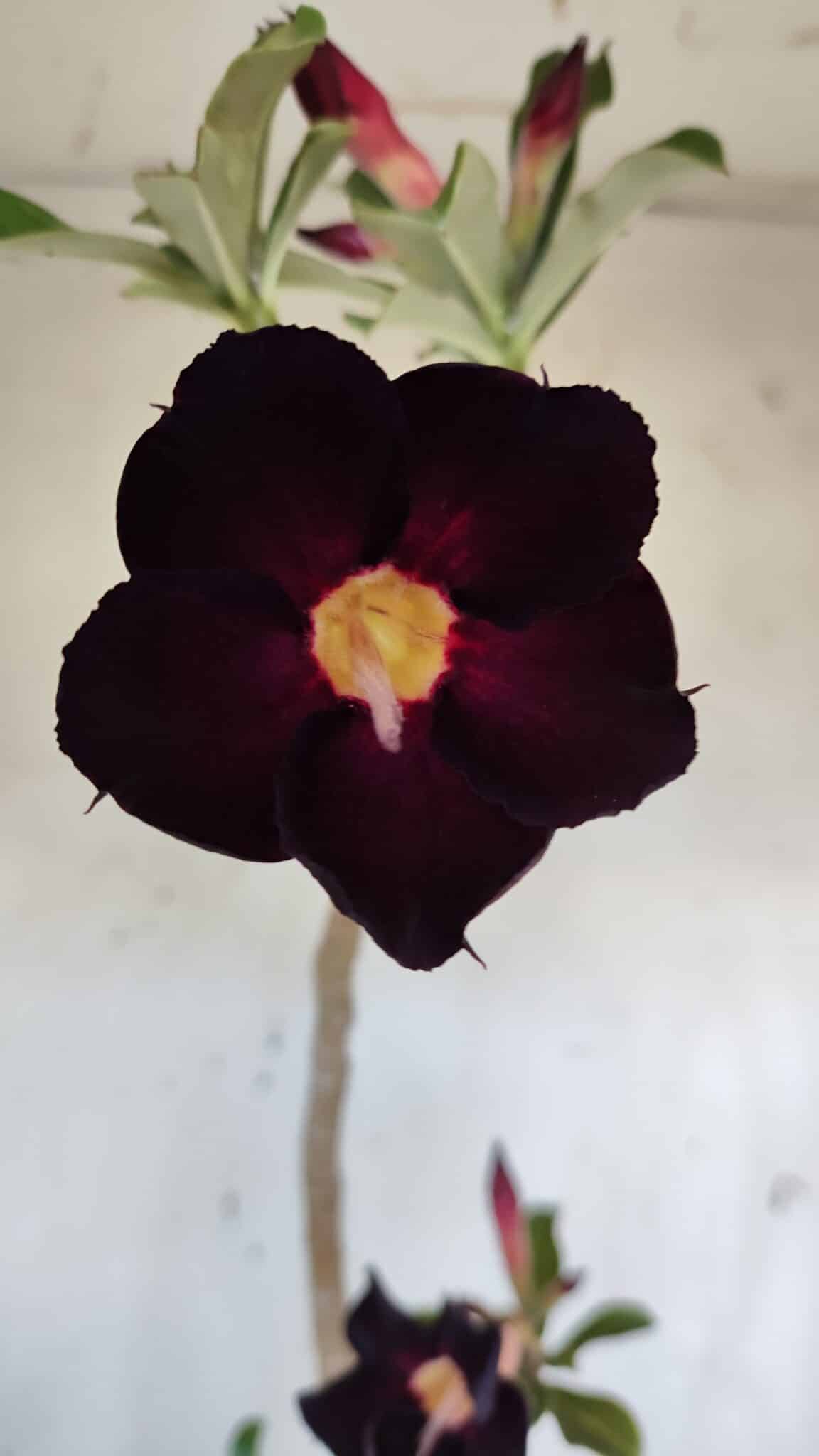 Planta Simples 2941 – 50cm – 03 anos