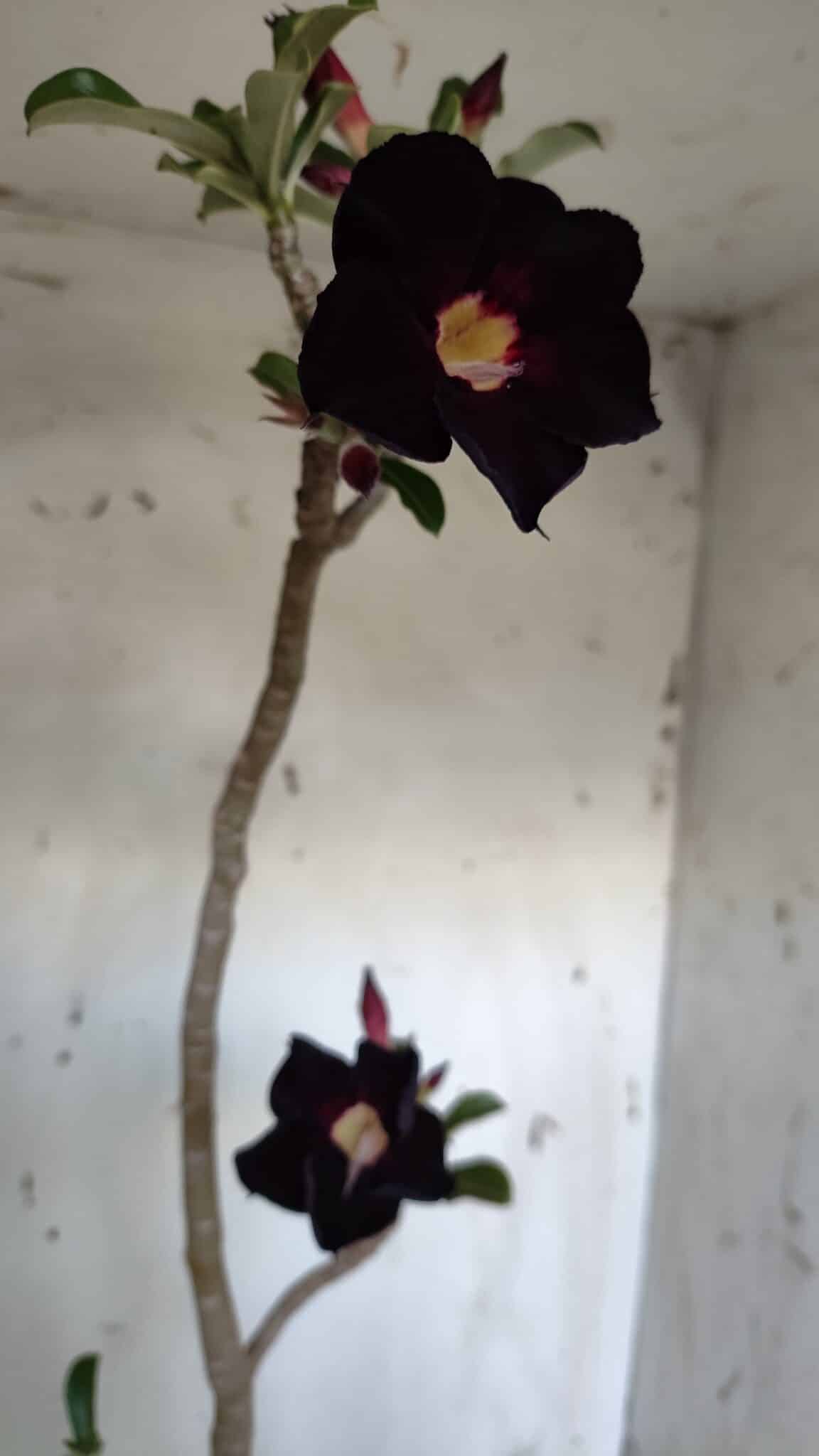Planta Simples 2941 – 50cm – 03 anos