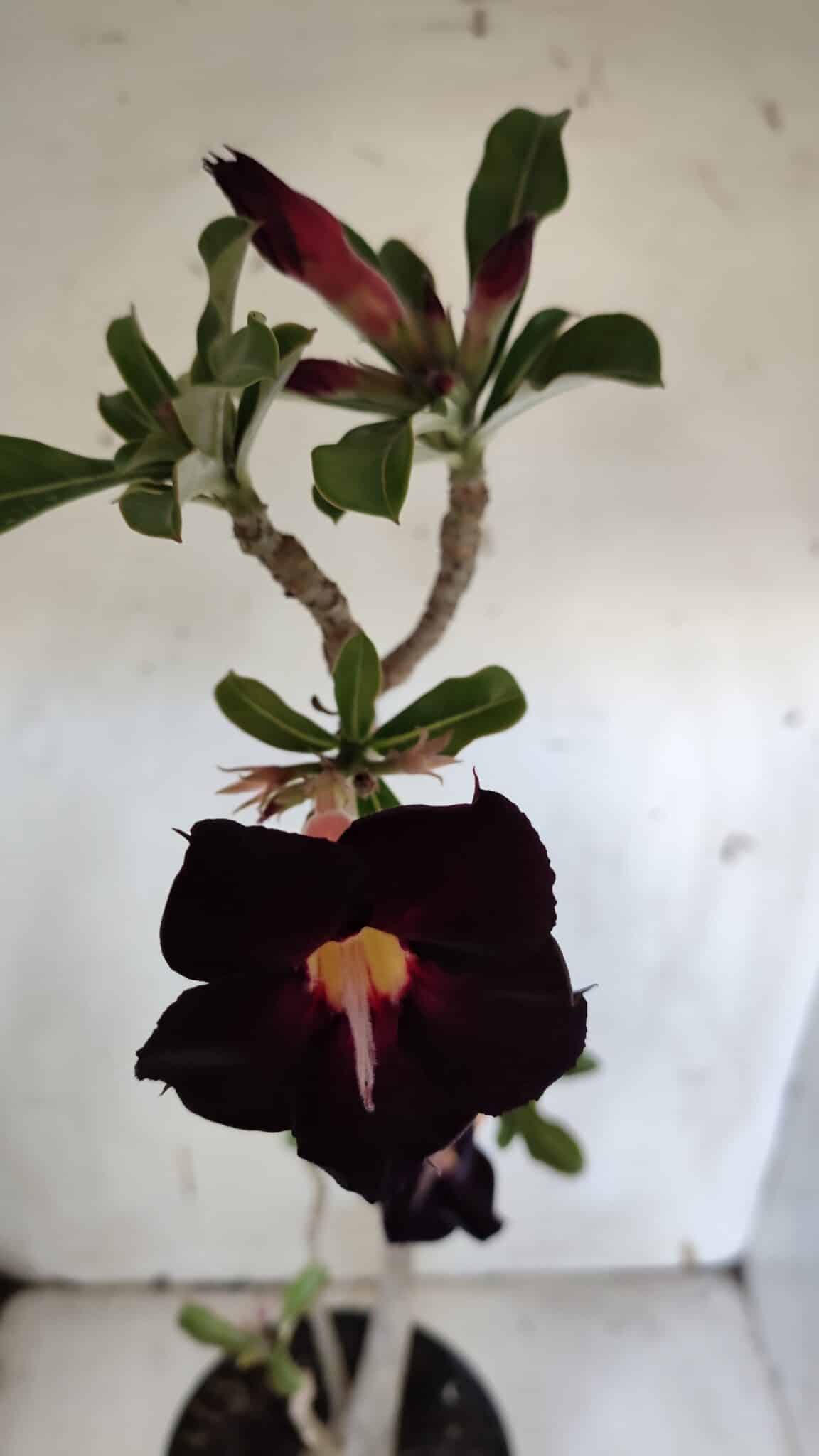 Planta Simples 2941 – 50cm – 03 anos
