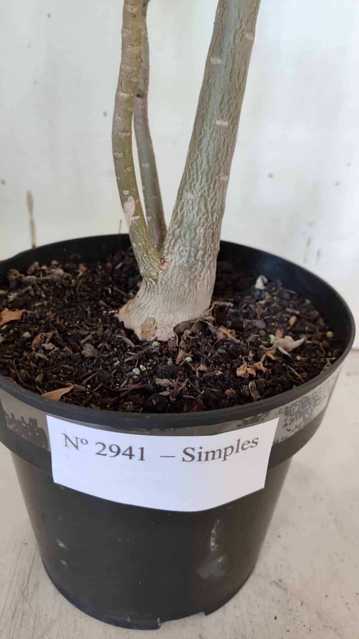Planta Simples 2941 – 50cm – 03 anos