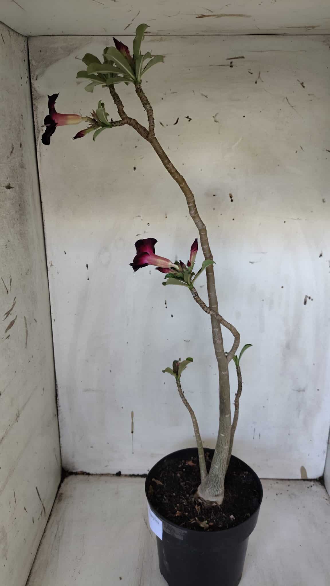 Planta Simples 2941 – 50cm – 03 anos