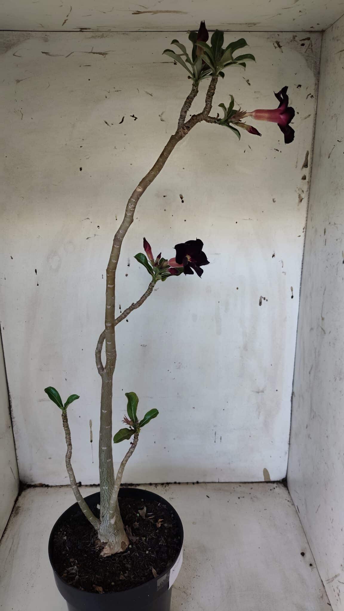 Planta Simples 2941 – 50cm – 03 anos