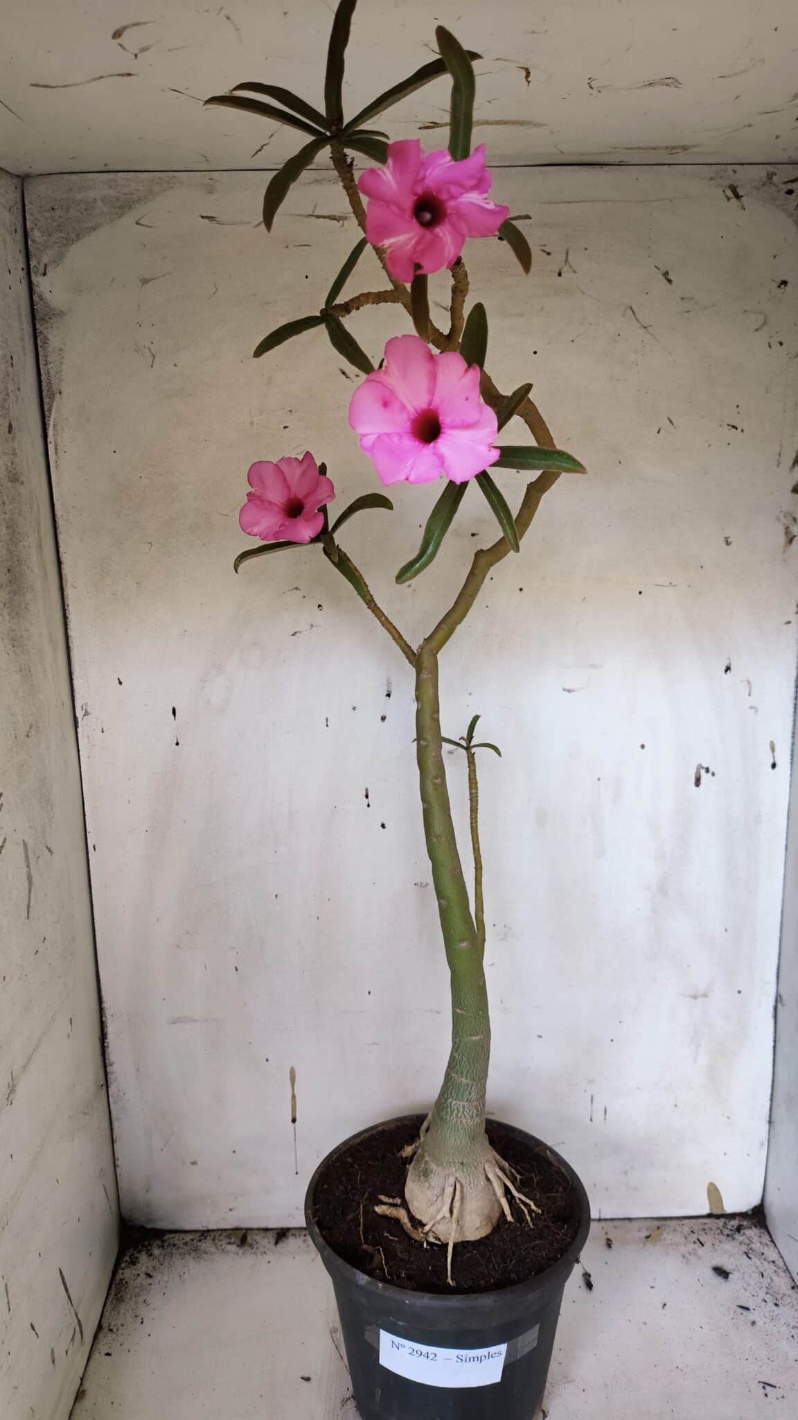 Planta Simples 2942 – 50cm – 04 anos