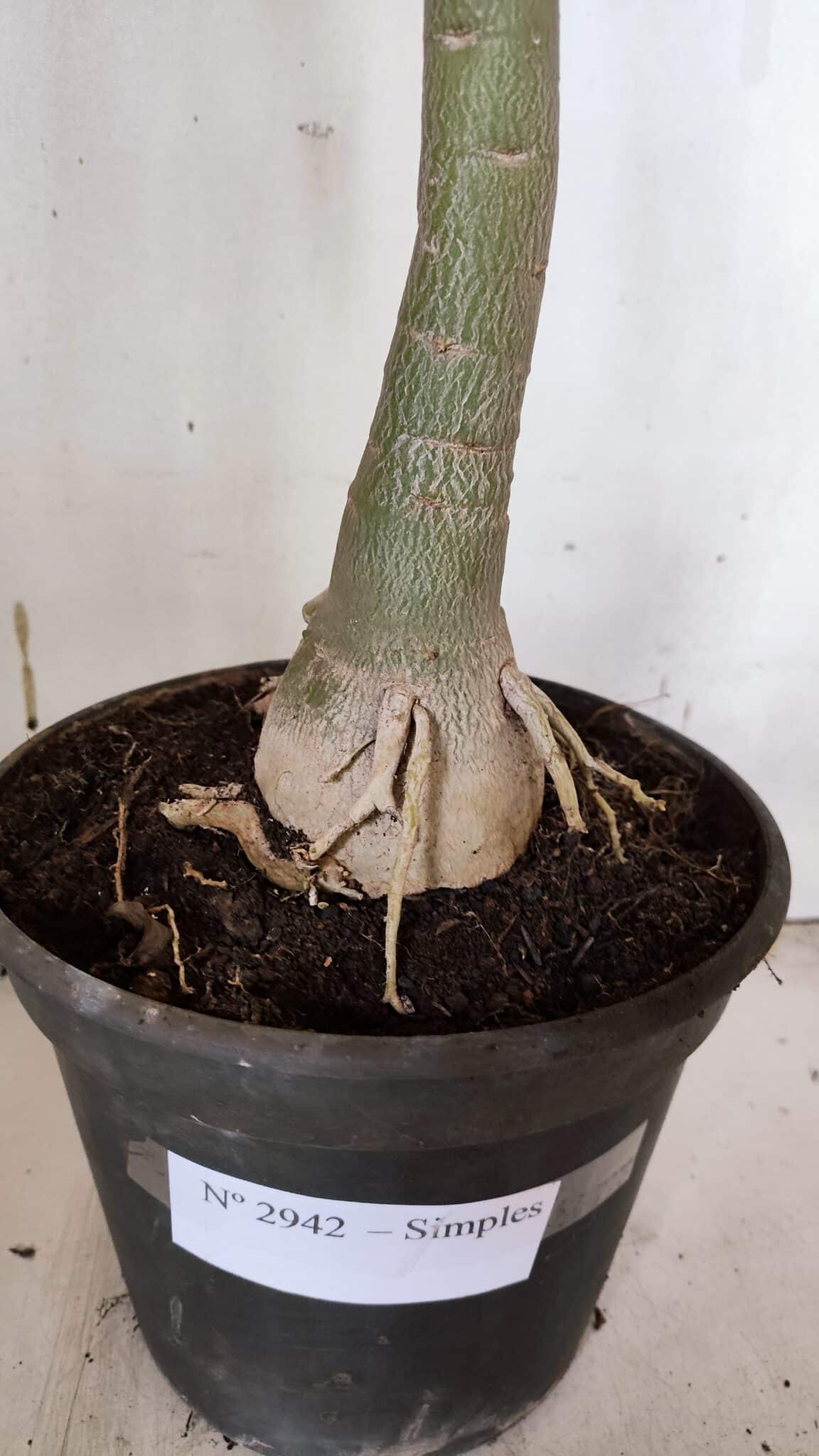 Planta Simples 2942 – 50cm – 04 anos