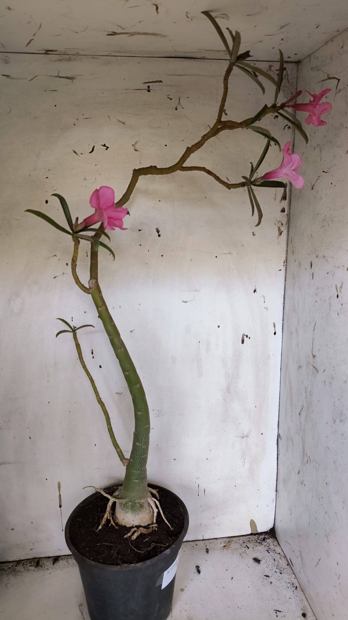 Planta Simples 2942 – 50cm – 04 anos