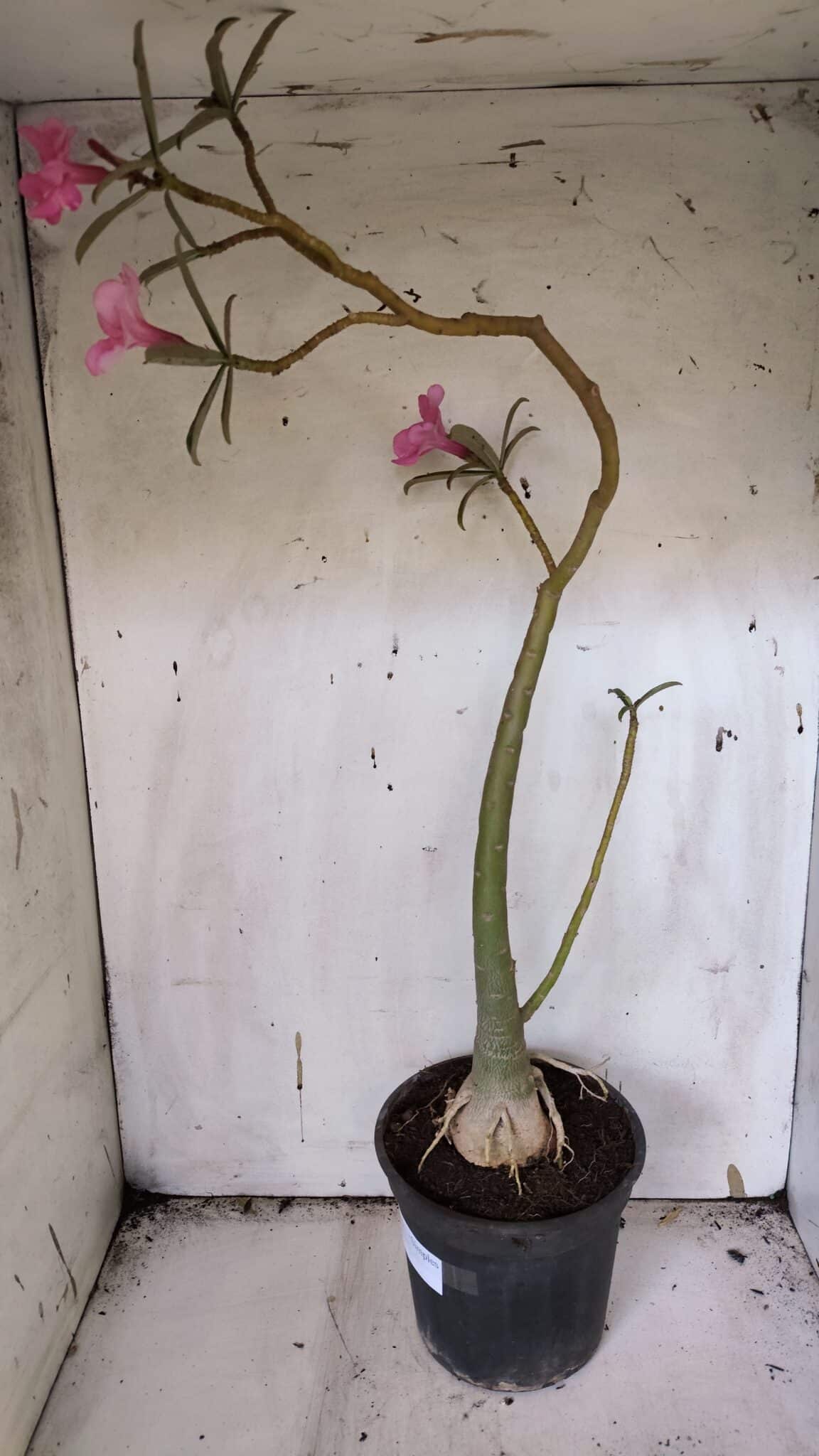 Planta Simples 2942 – 50cm – 04 anos