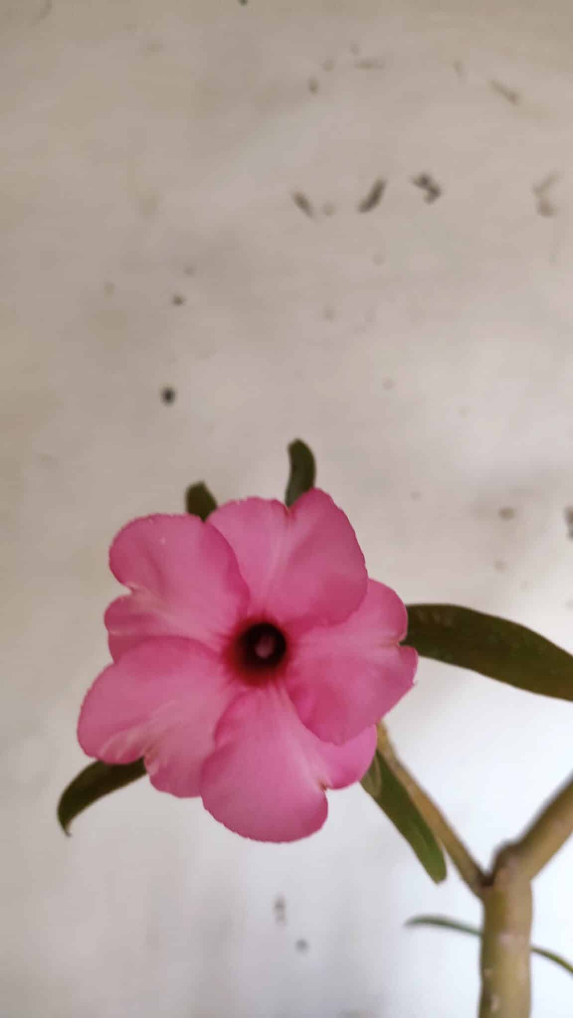 Planta Simples 2942 – 50cm – 04 anos