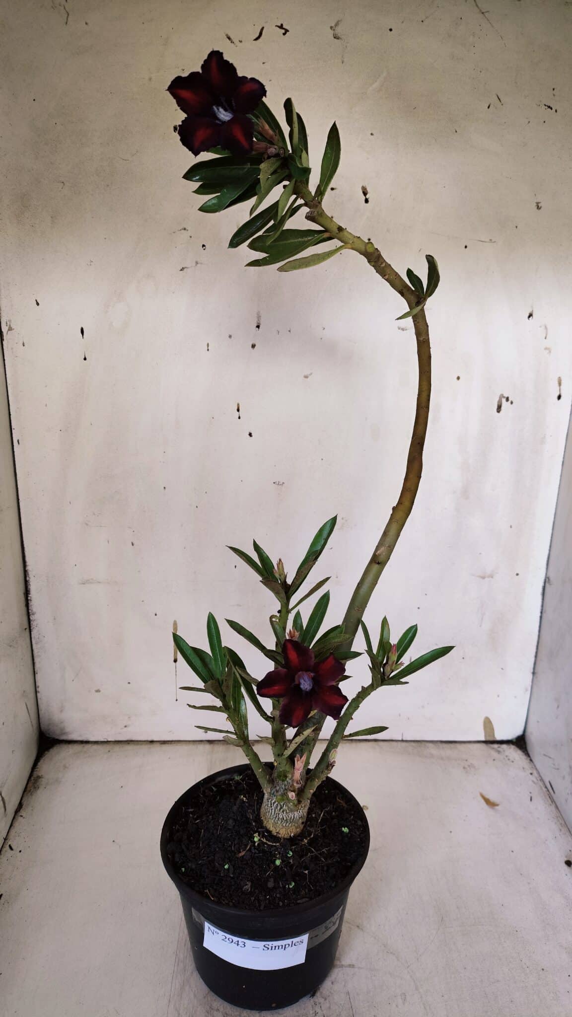 Planta Simples 2943 – 35cm – 03 anos