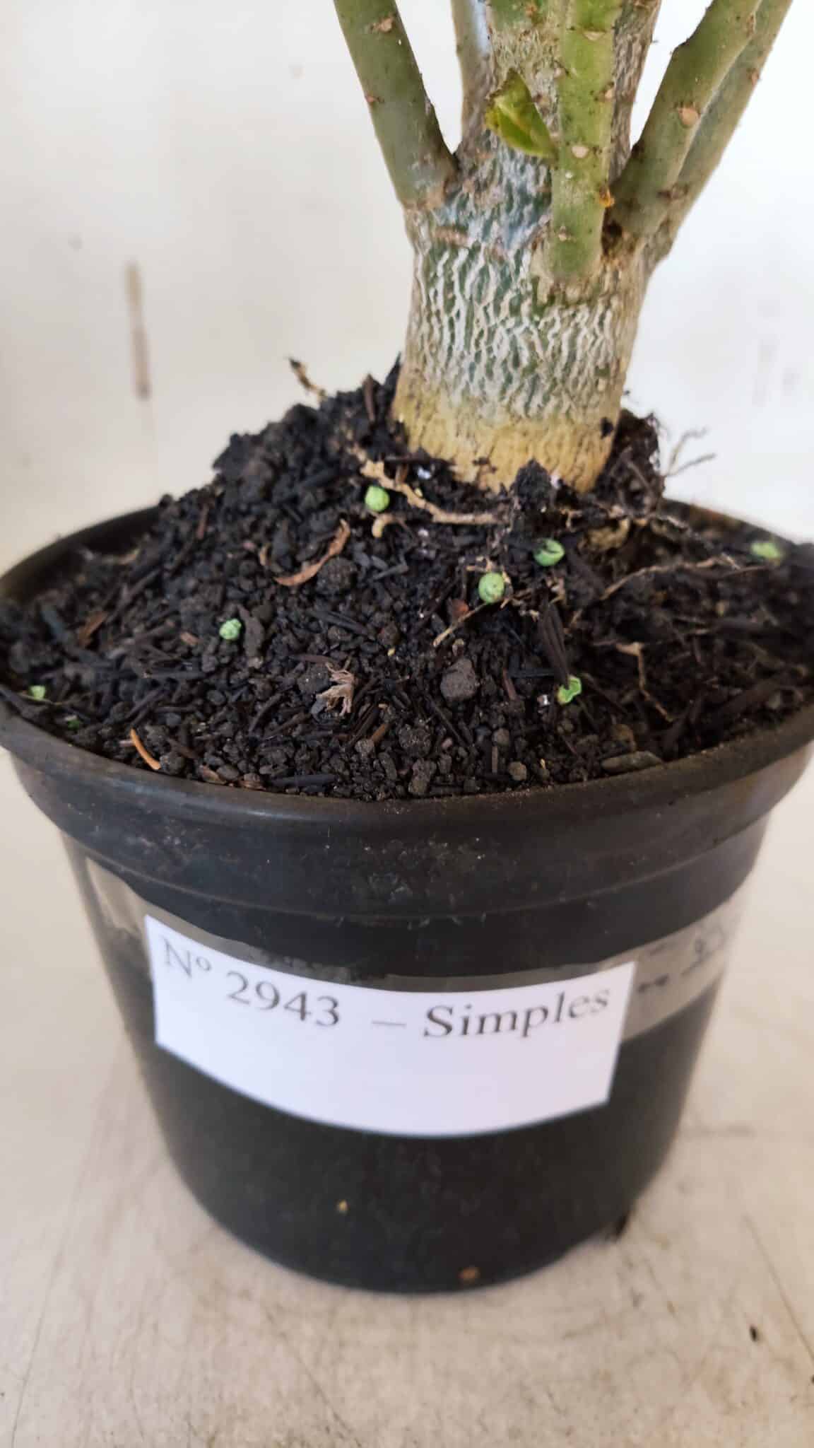 Planta Simples 2943 – 35cm – 03 anos