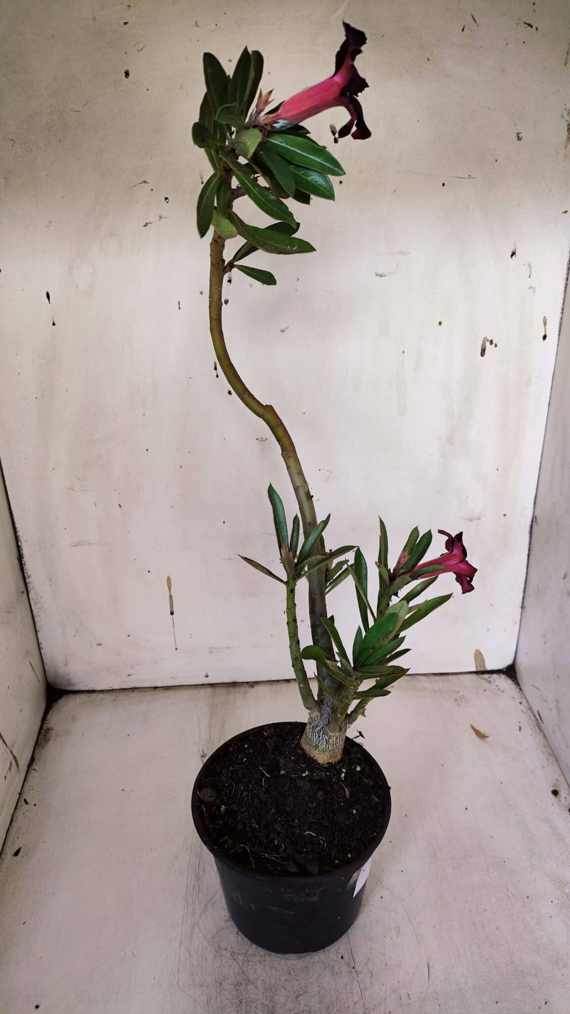 Planta Simples 2943 – 35cm – 03 anos