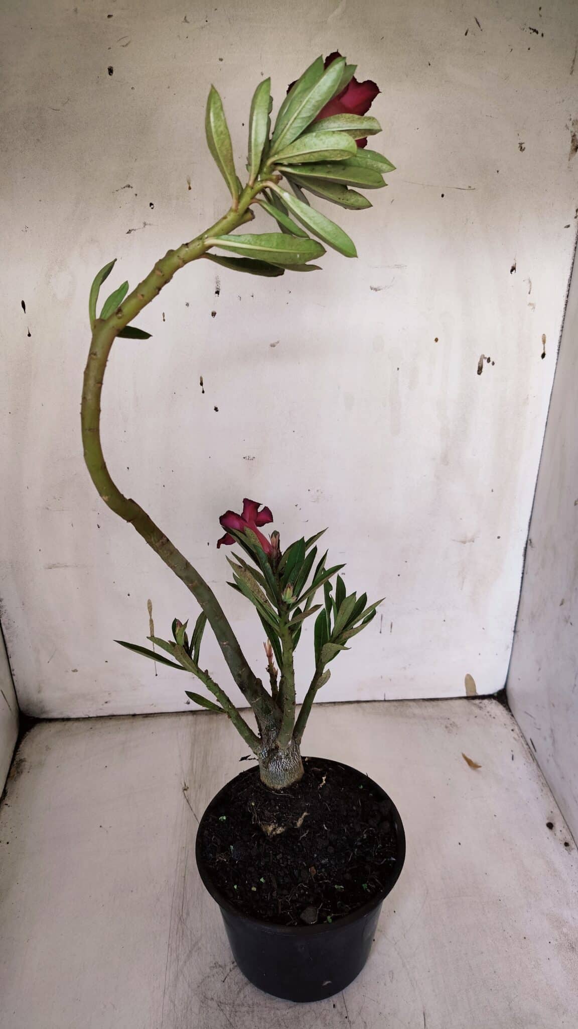 Planta Simples 2943 – 35cm – 03 anos