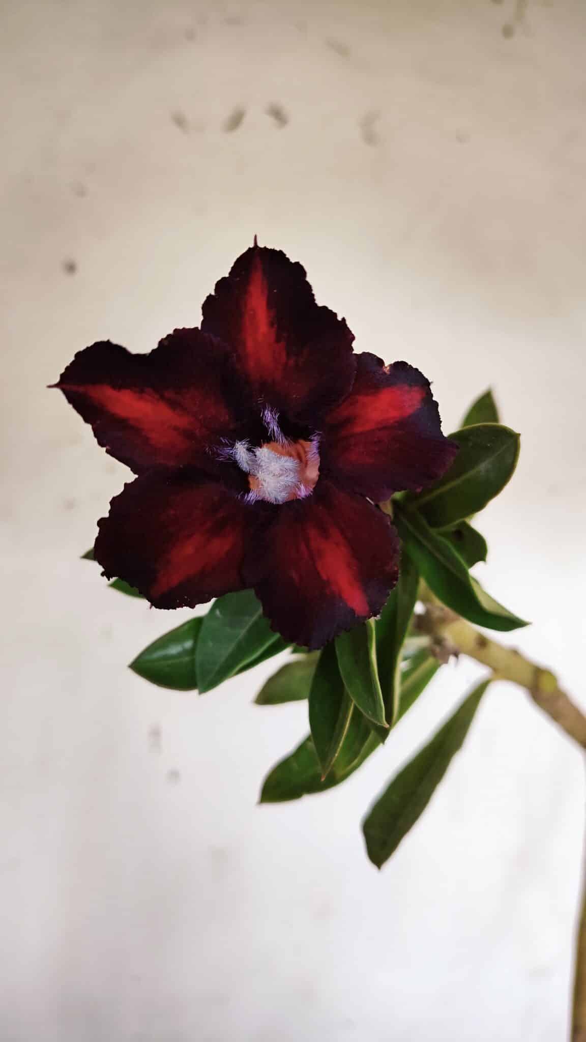 Planta Simples 2943 – 35cm – 03 anos