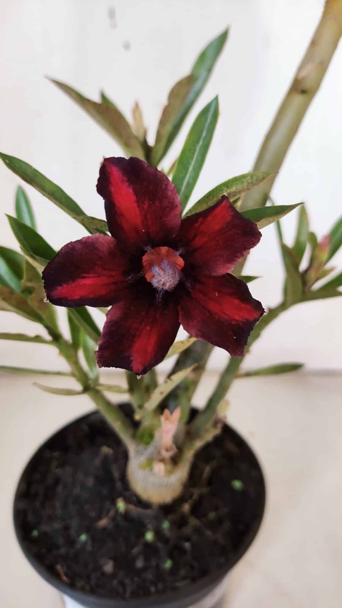 Planta Simples 2943 – 35cm – 03 anos