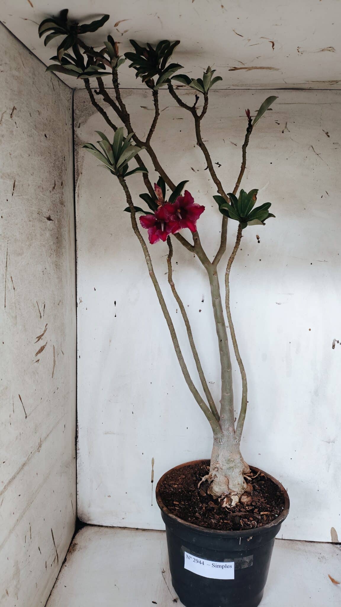 Planta Simples 2944 – 60cm – 04 anos