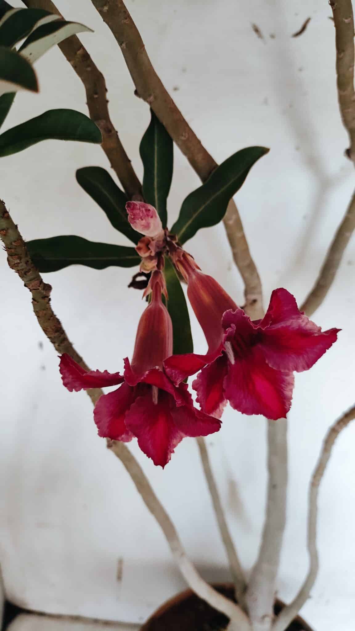 Planta Simples 2944 – 60cm – 04 anos