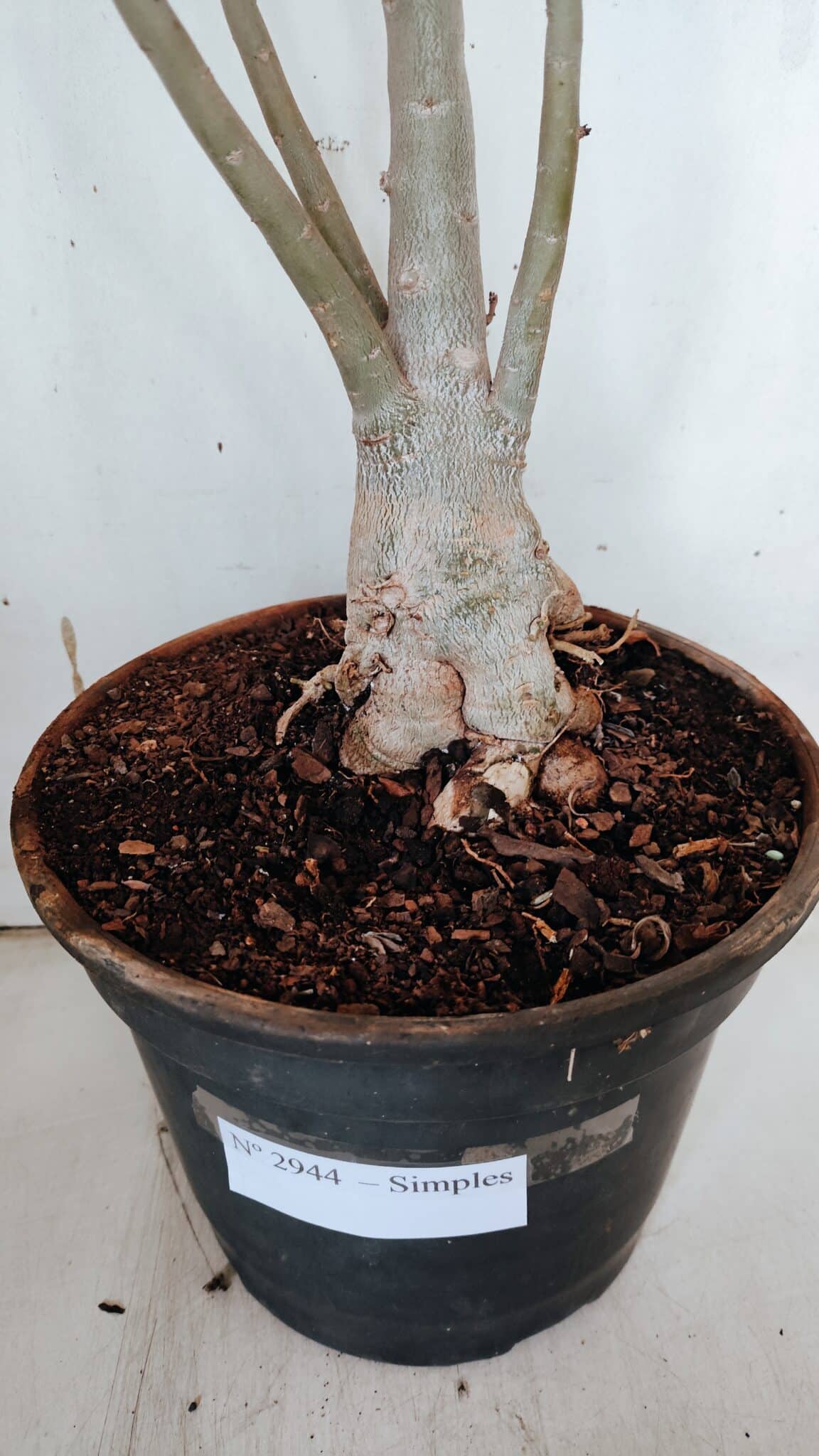 Planta Simples 2944 – 60cm – 04 anos