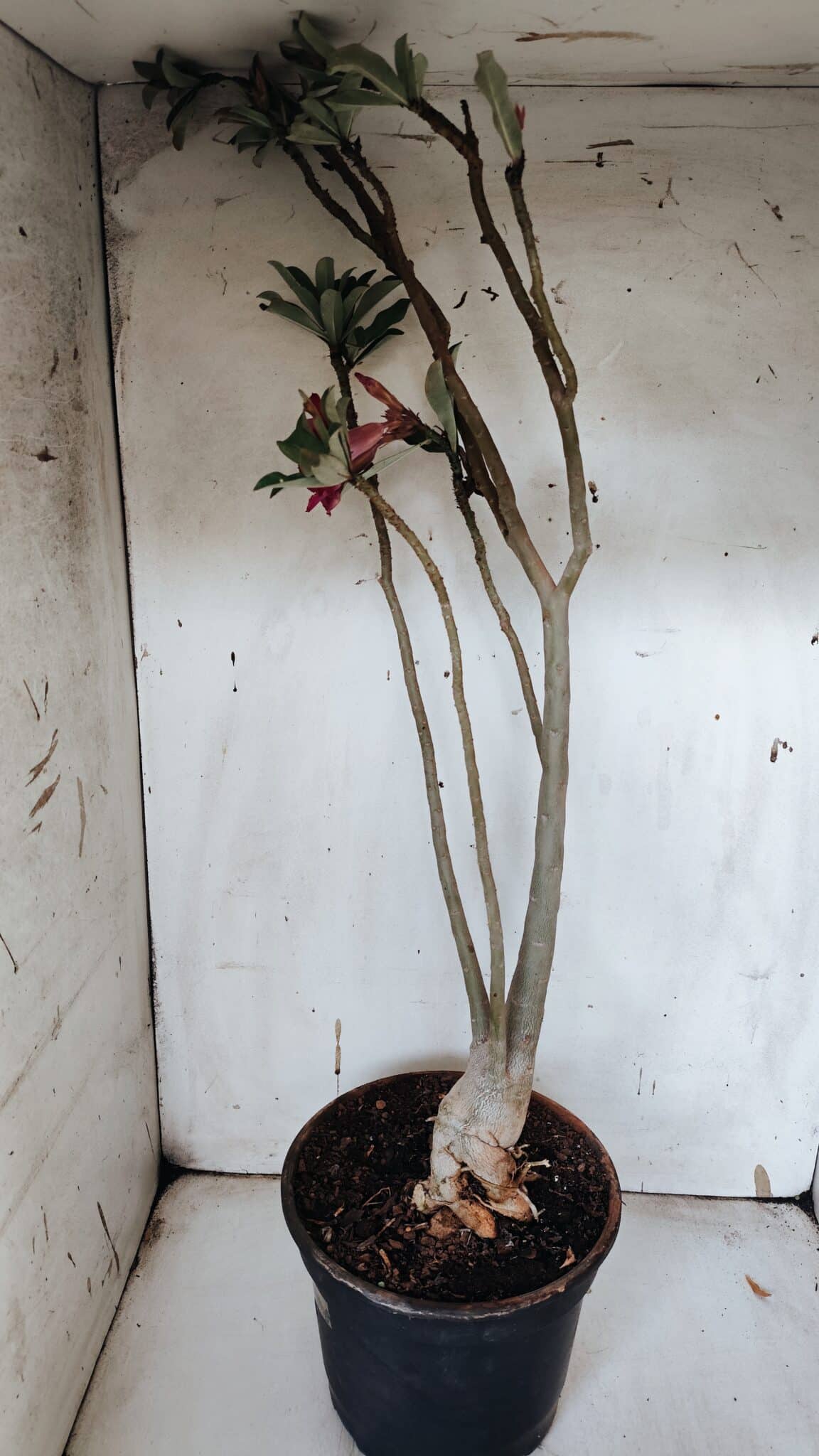 Planta Simples 2944 – 60cm – 04 anos