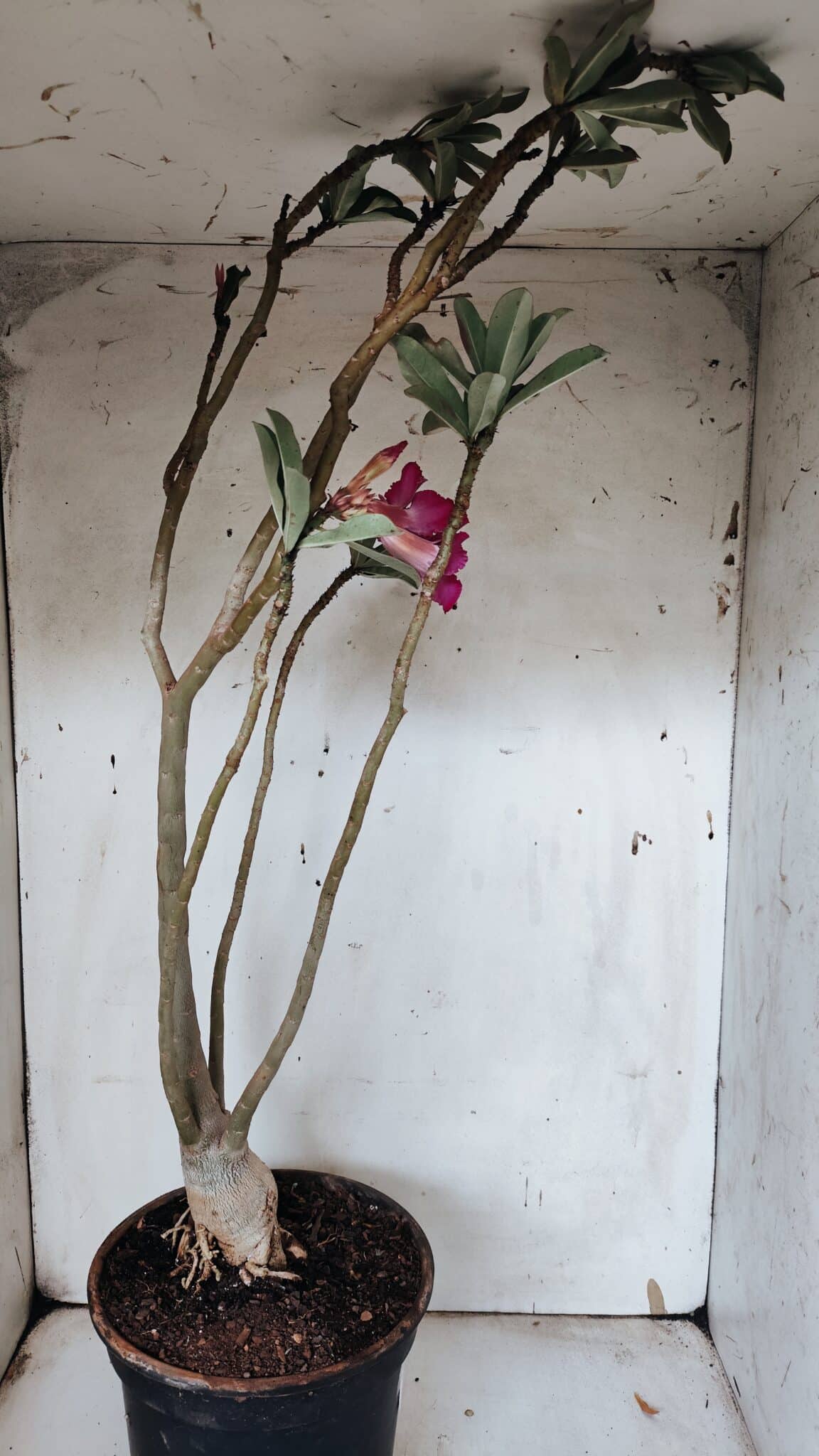 Planta Simples 2944 – 60cm – 04 anos