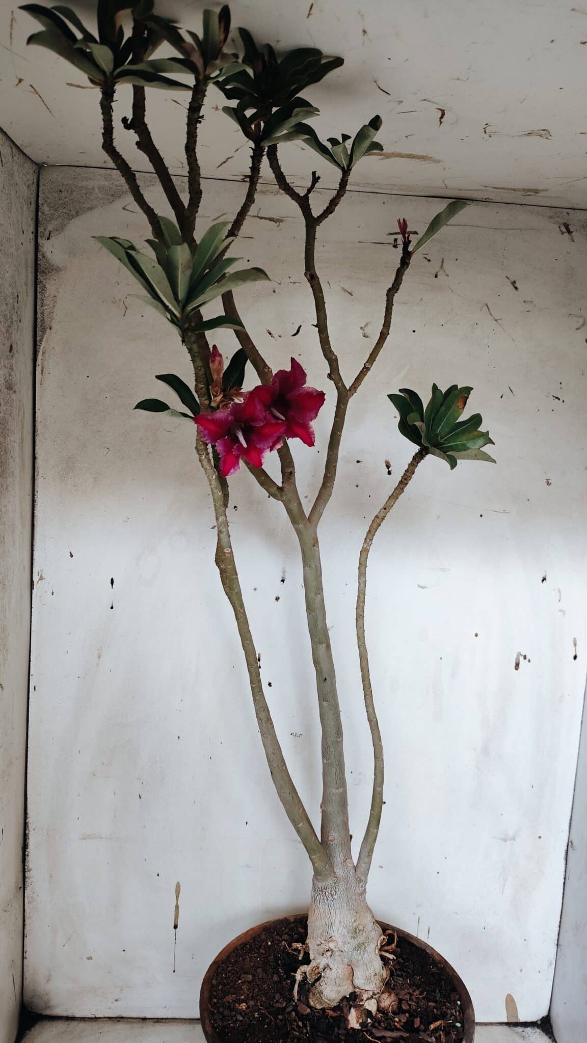 Planta Simples 2944 – 60cm – 04 anos