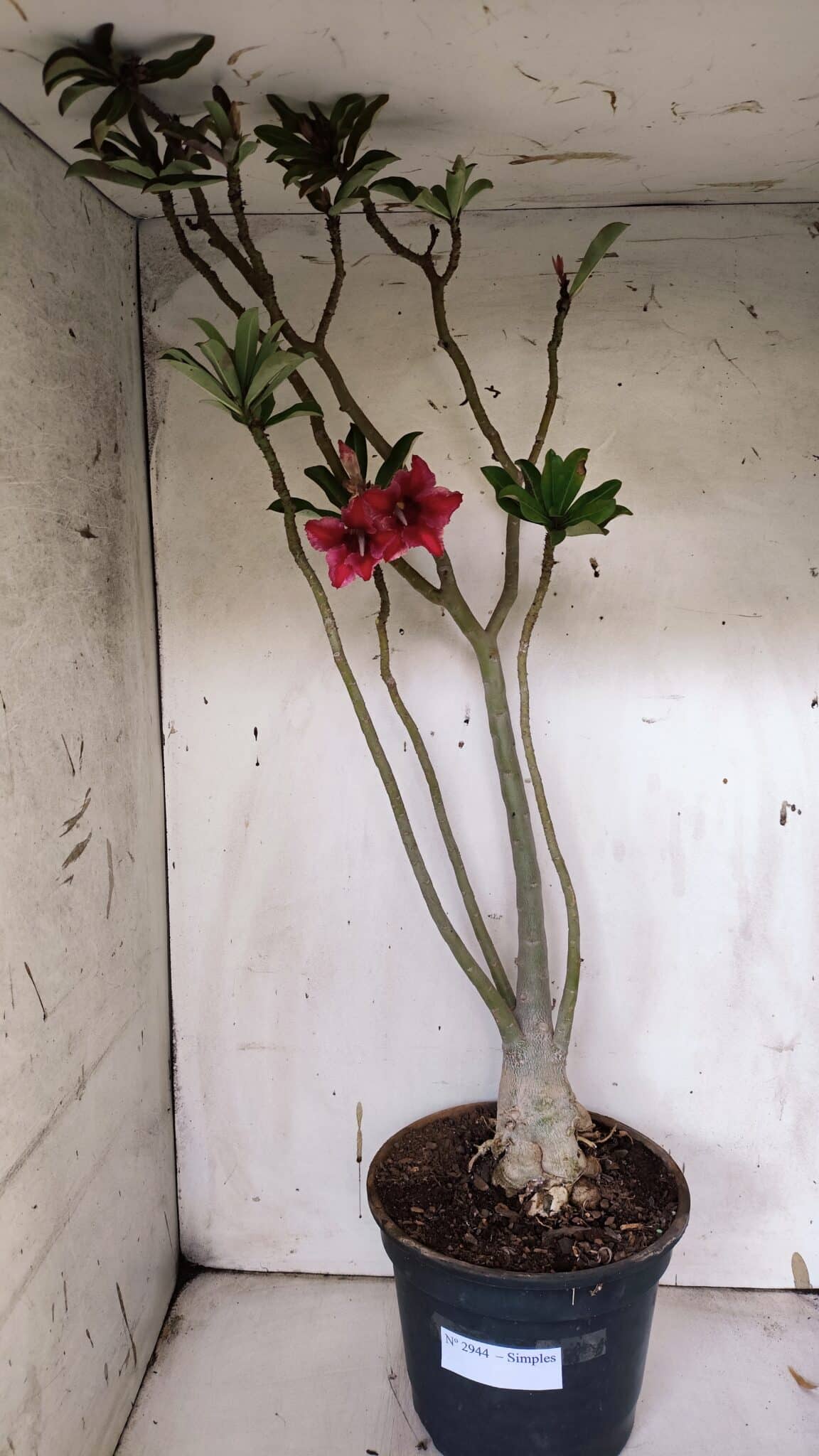 Planta Simples 2944 – 60cm – 04 anos