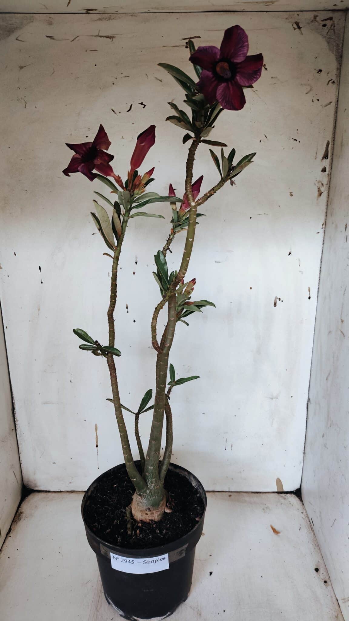 Planta Simples 2945 – 55cm – 04 anos