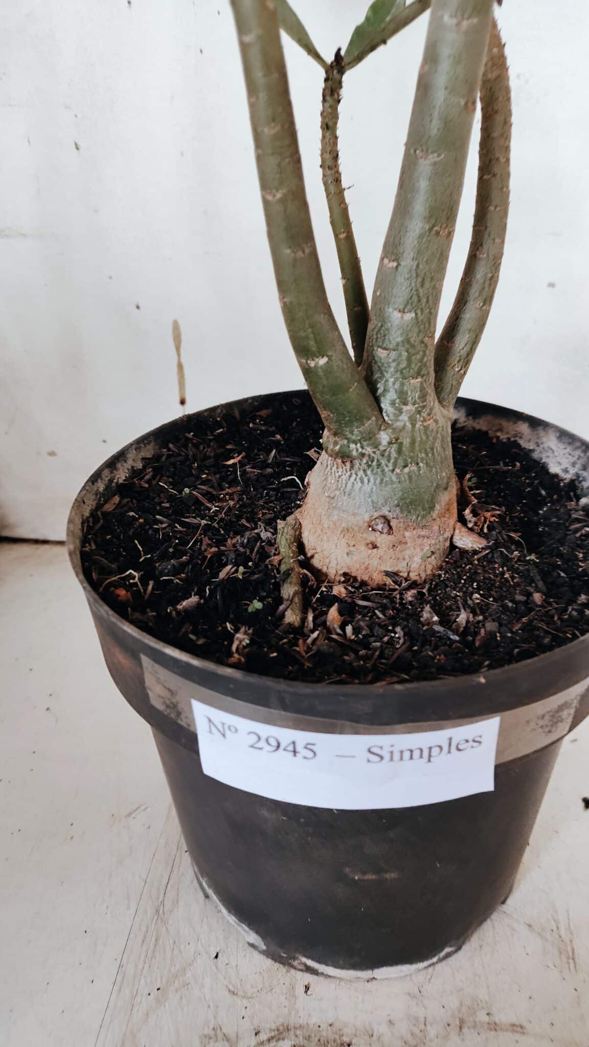Planta Simples 2945 – 55cm – 04 anos