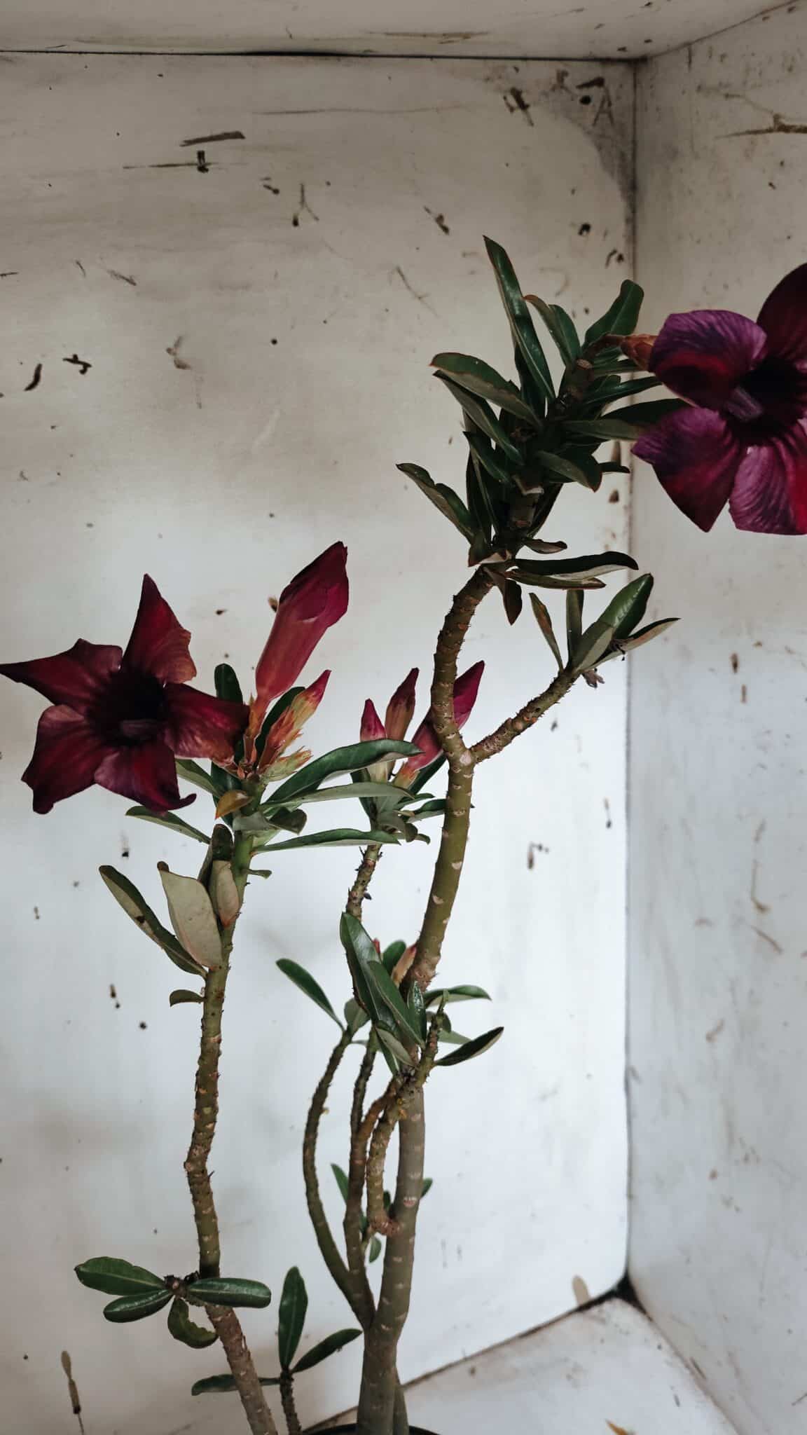 Planta Simples 2945 – 55cm – 04 anos