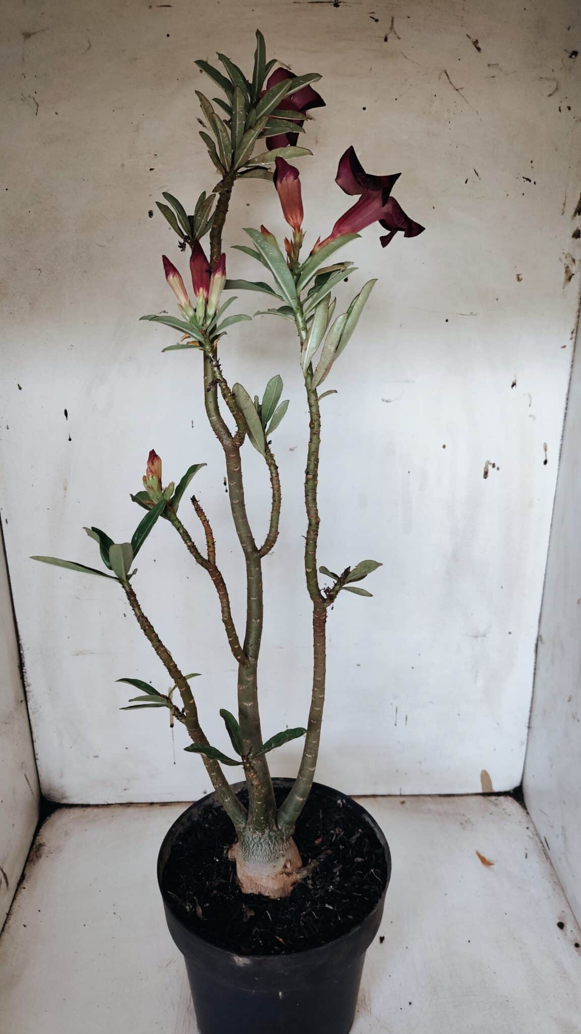 Planta Simples 2945 – 55cm – 04 anos