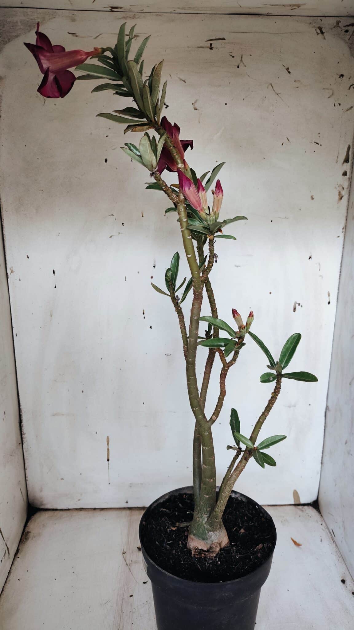 Planta Simples 2945 – 55cm – 04 anos